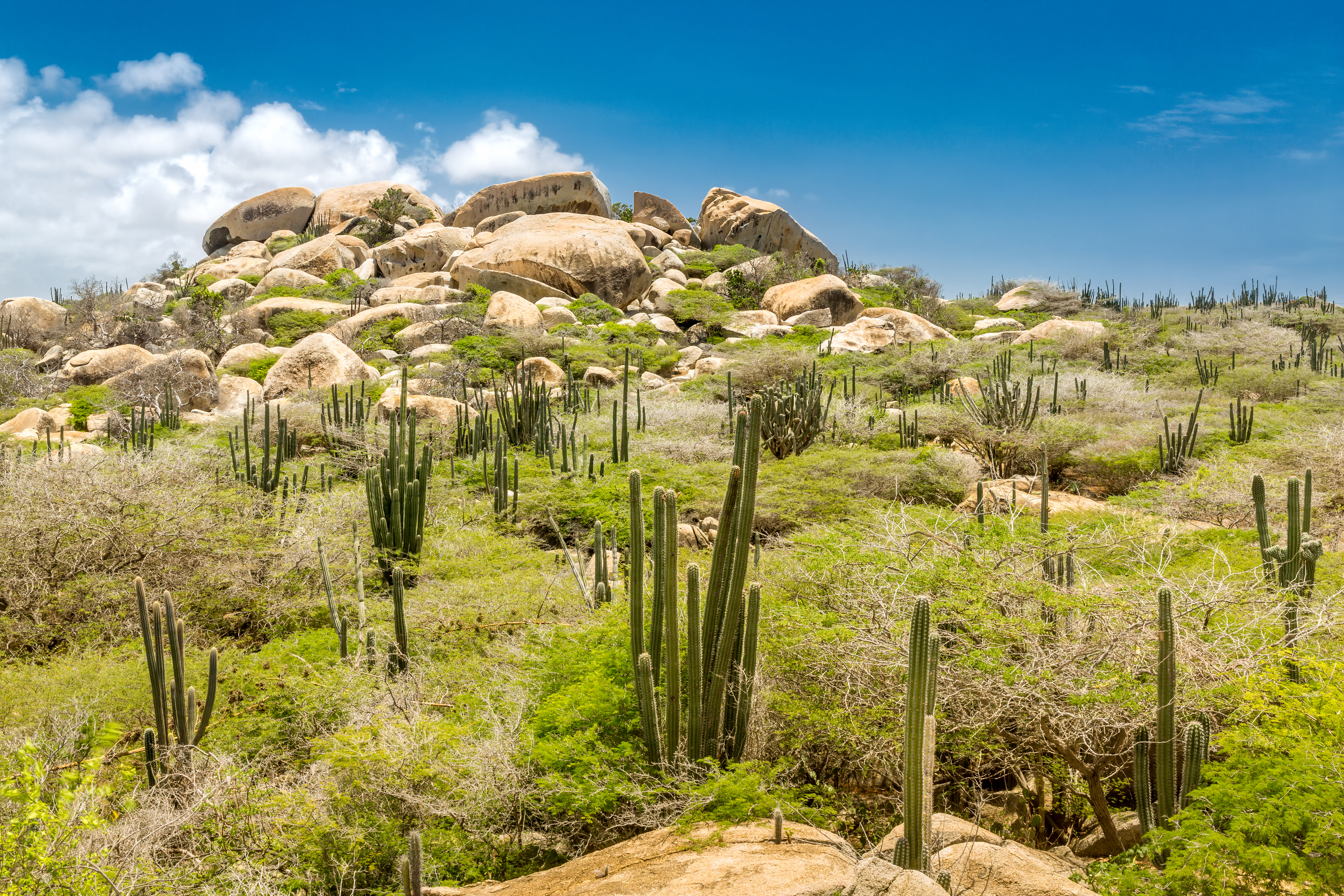 Der Nationalpark Arikok auf der Karibikinsel Aruba. | Credit: iStock.com/Ultima_Gaina