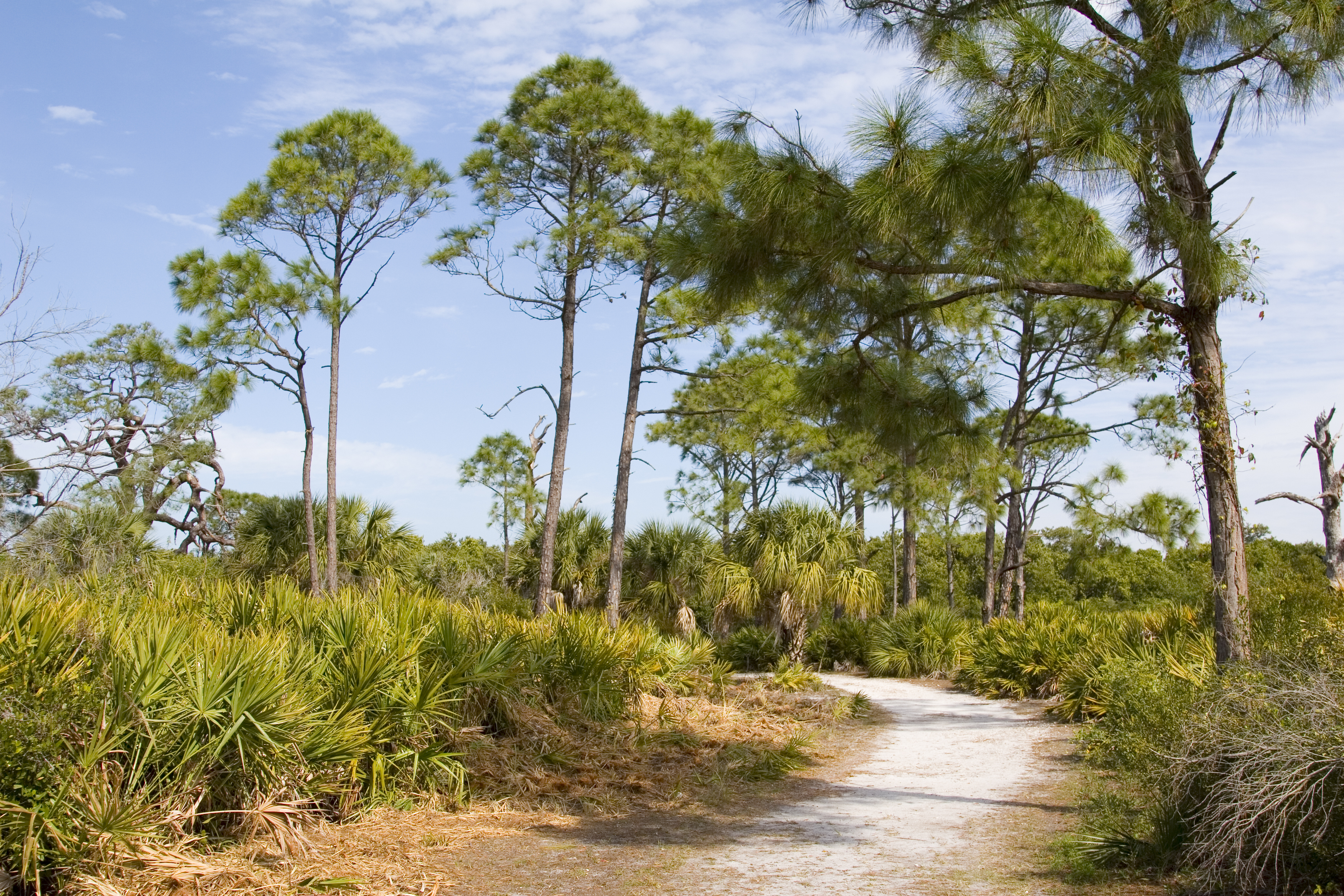 Entspanntes Wandern auf Caladesi Island. Die Insel ist nur per Boot erreichbar. | Credit: iStock.com/rssfhs