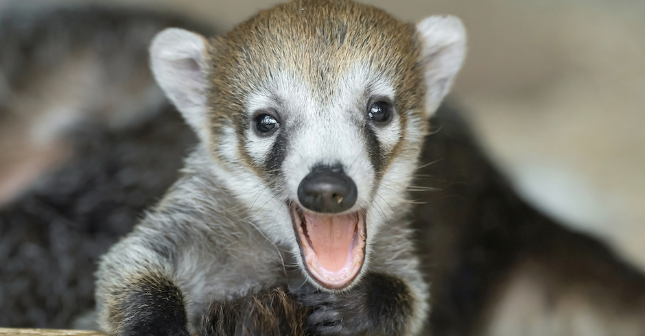 Nasenbären-Baby mit offener Schnauze| Credit: Daniel Zupanc