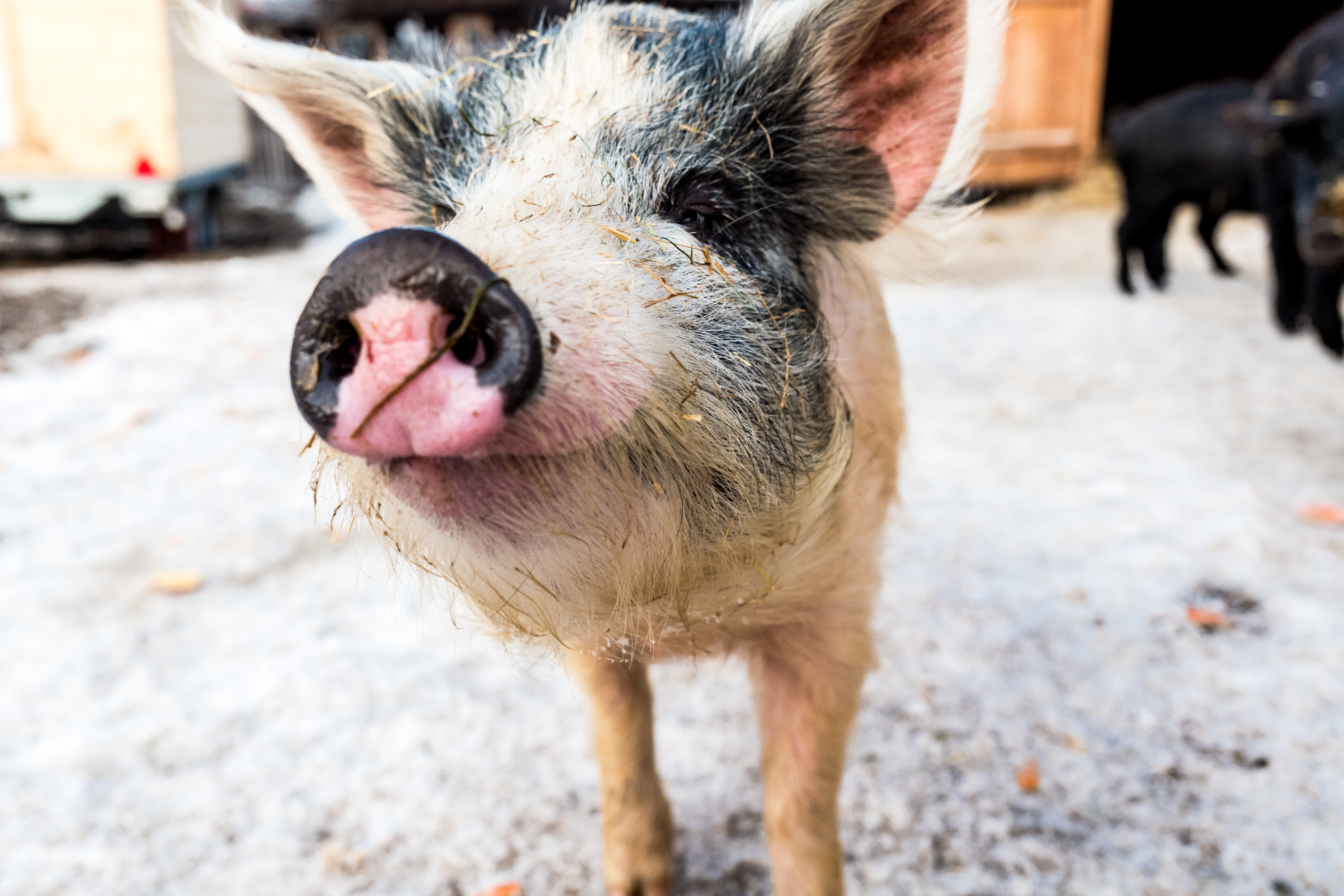Schwein im Peakini Farmhaus