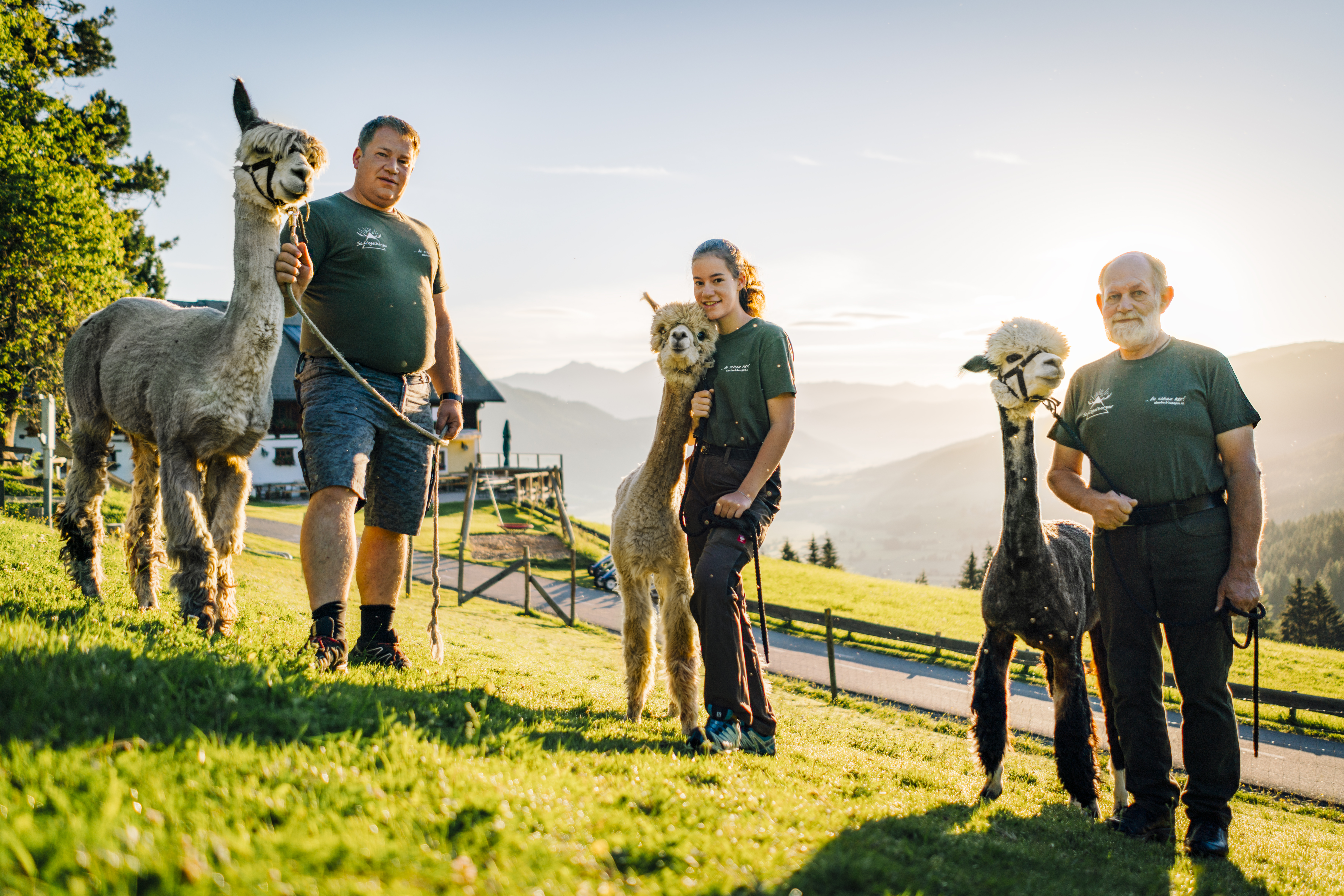 Die Alpakas am Berggasthof Schlögelberger