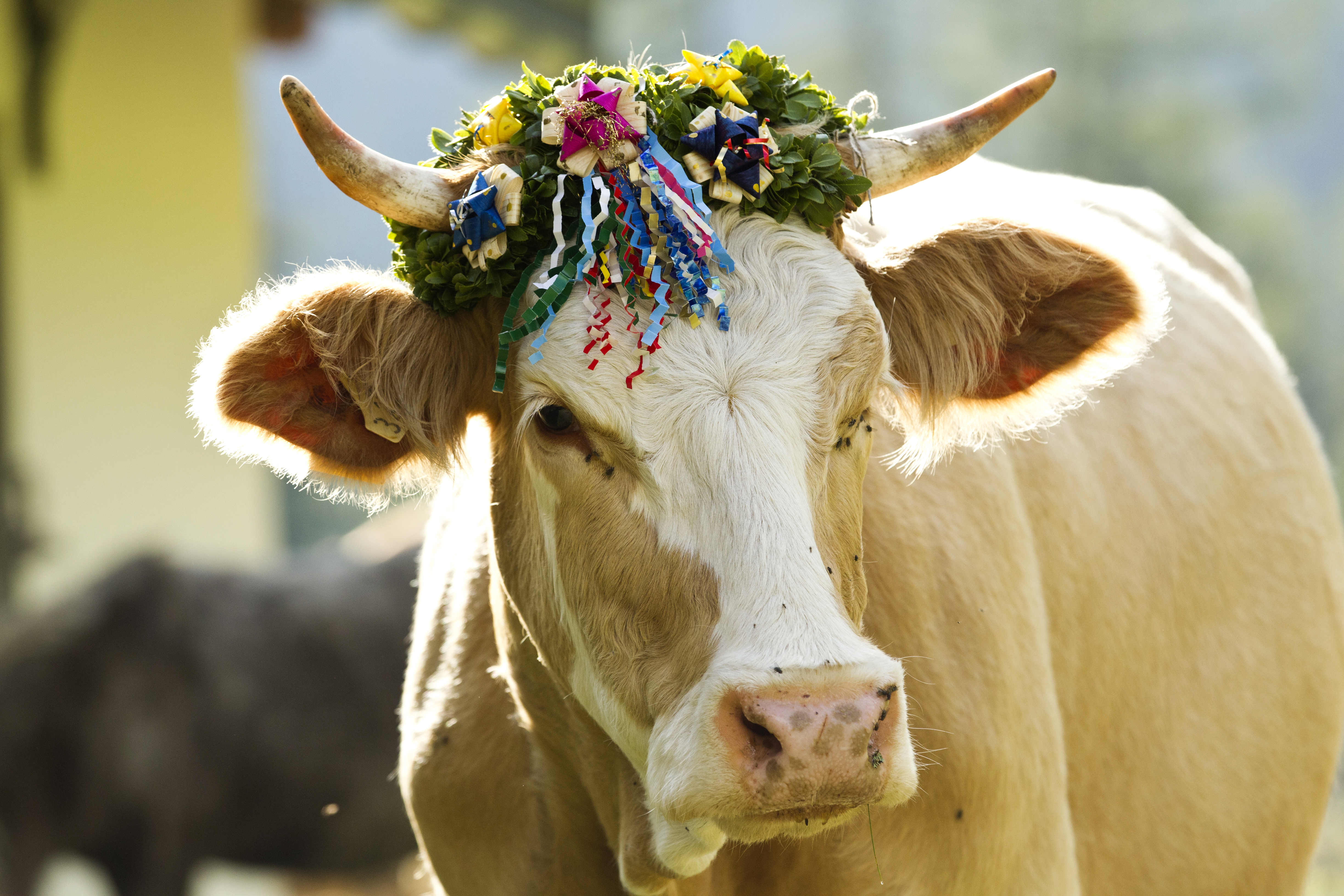 Geschmückte Kuh beim Almabtrieb | Credit: SalzburgerLand Tourismus