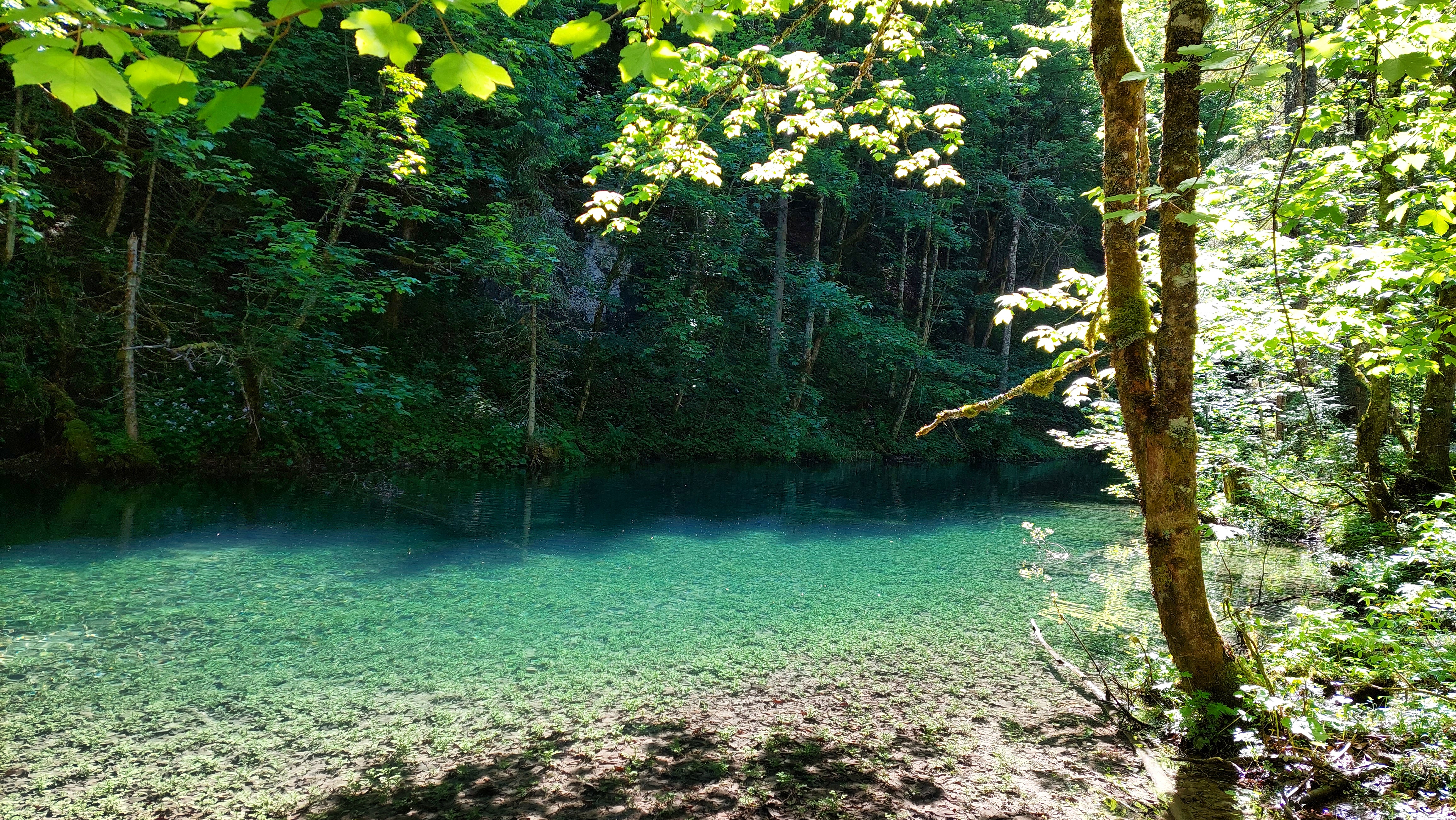 Teich im Wald | Credit: Simone Reitmeier