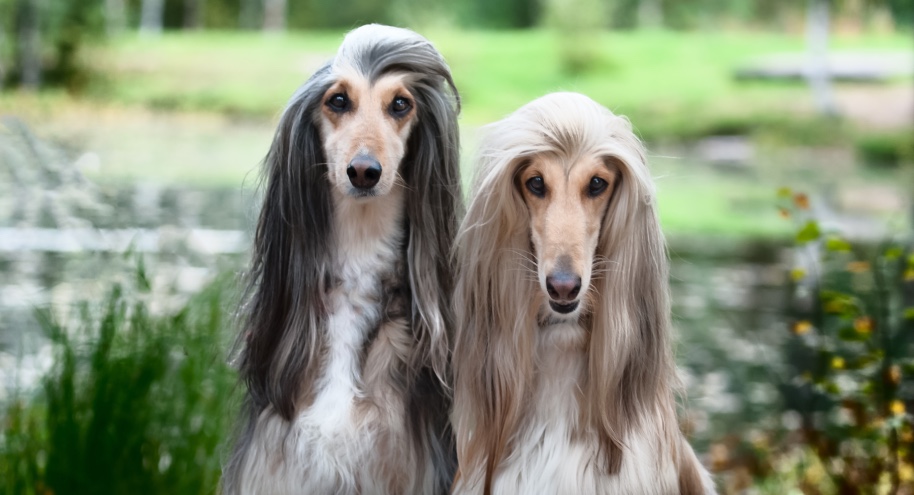 Zwei elegante, langhaarige Windhunde | Credit: iStock.com/ Mariana Mikhailova