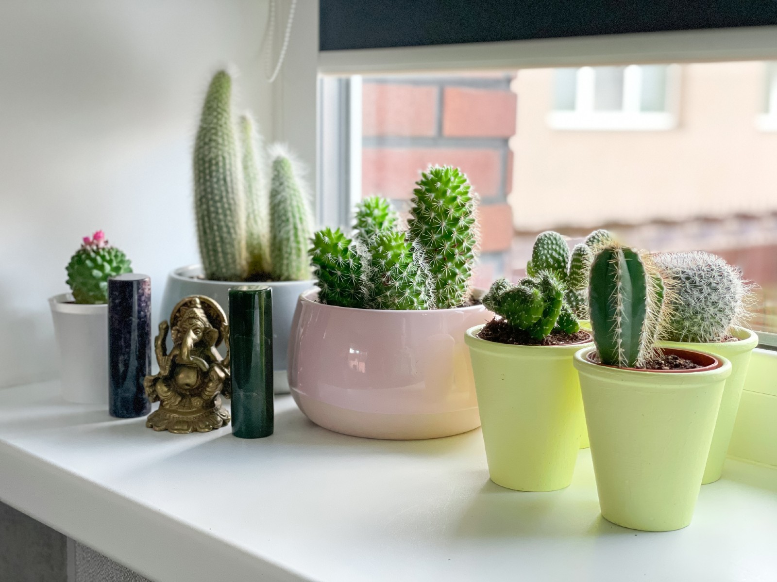 Kakteen stehen auf einem Fensterbrett | Credit: iStock.com/Ina Smirnova