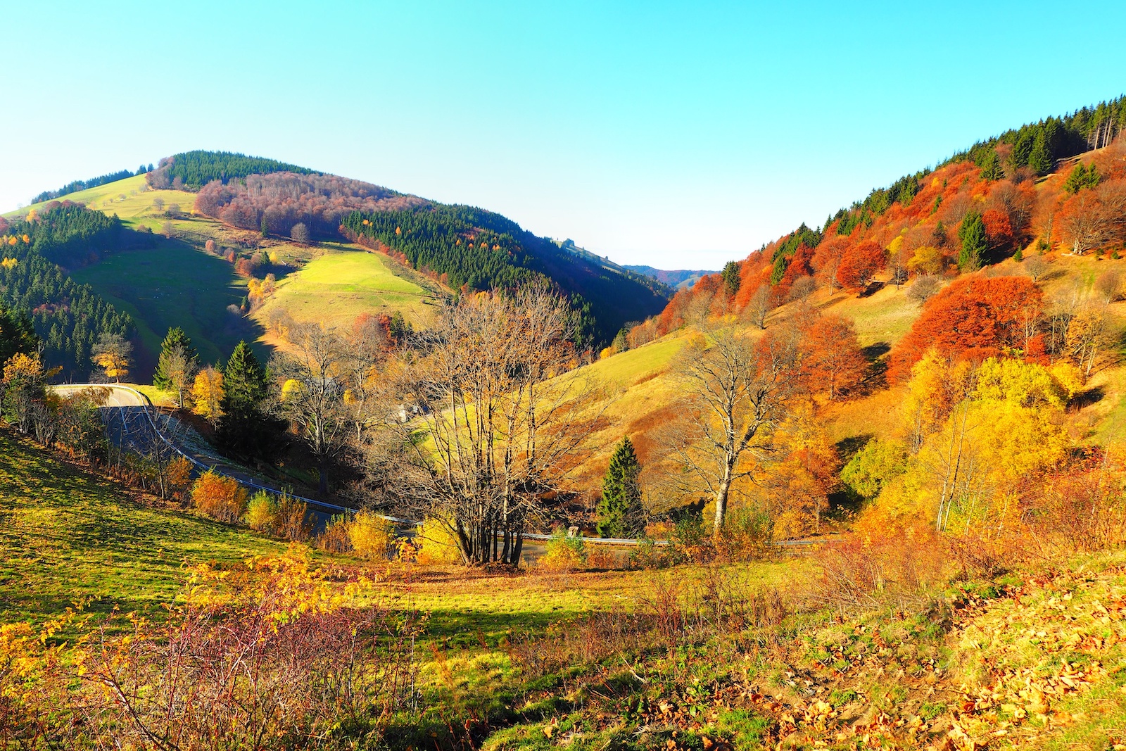 Schwarzwald | Credit: AdobeStock