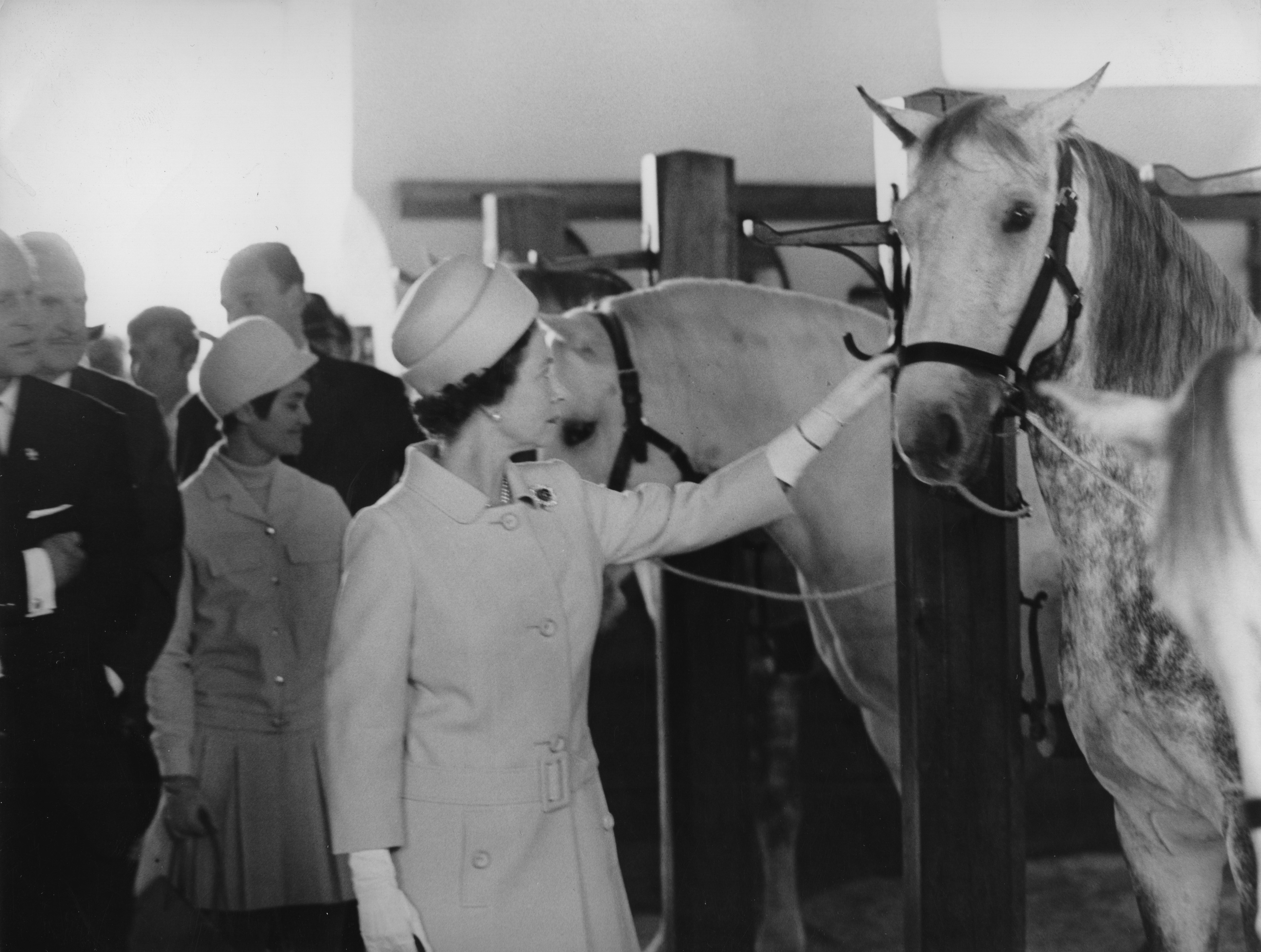 Queen streichelt einen Lipizzaner