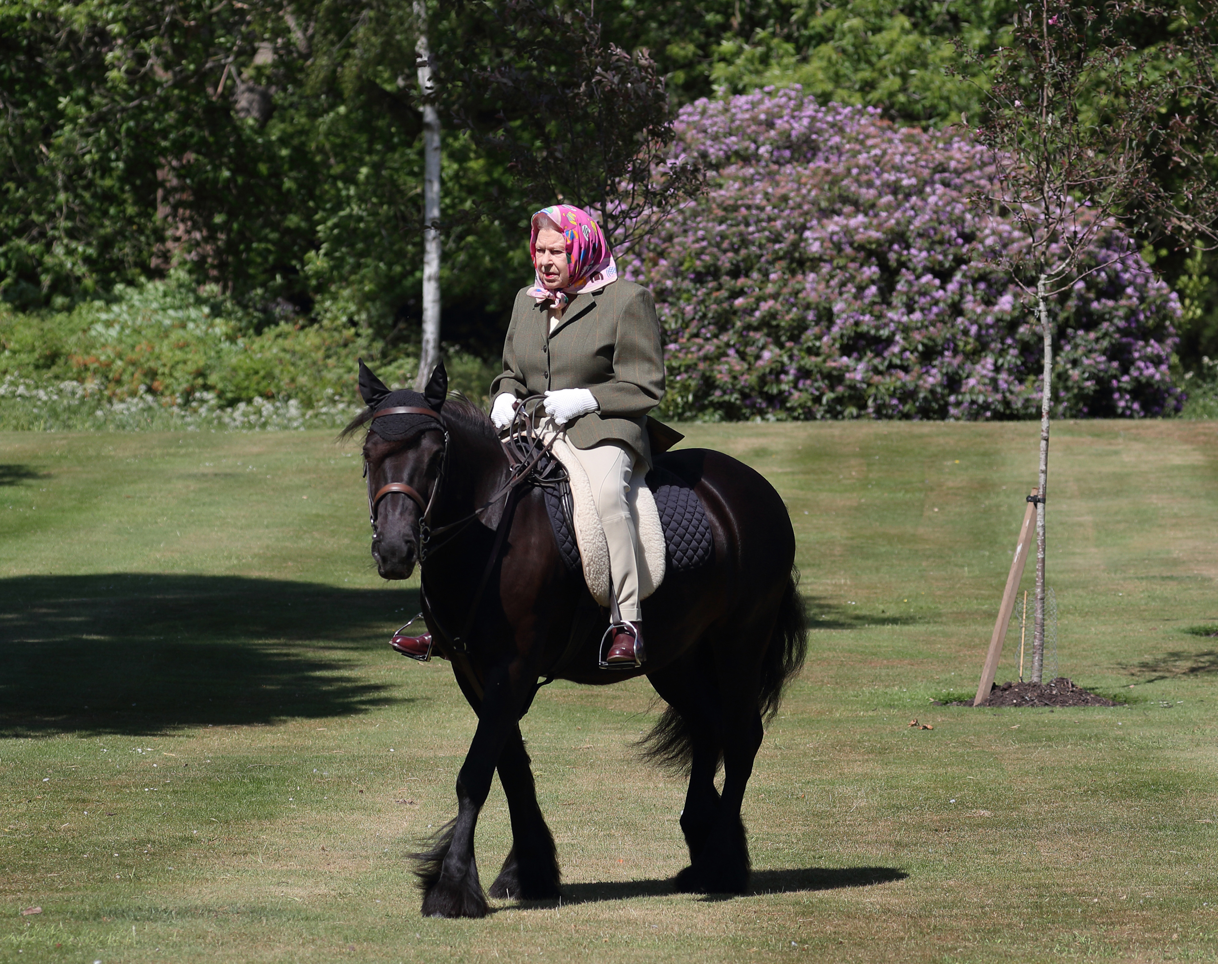 Queen Elizabeth II. auf einem ihrer Pferde