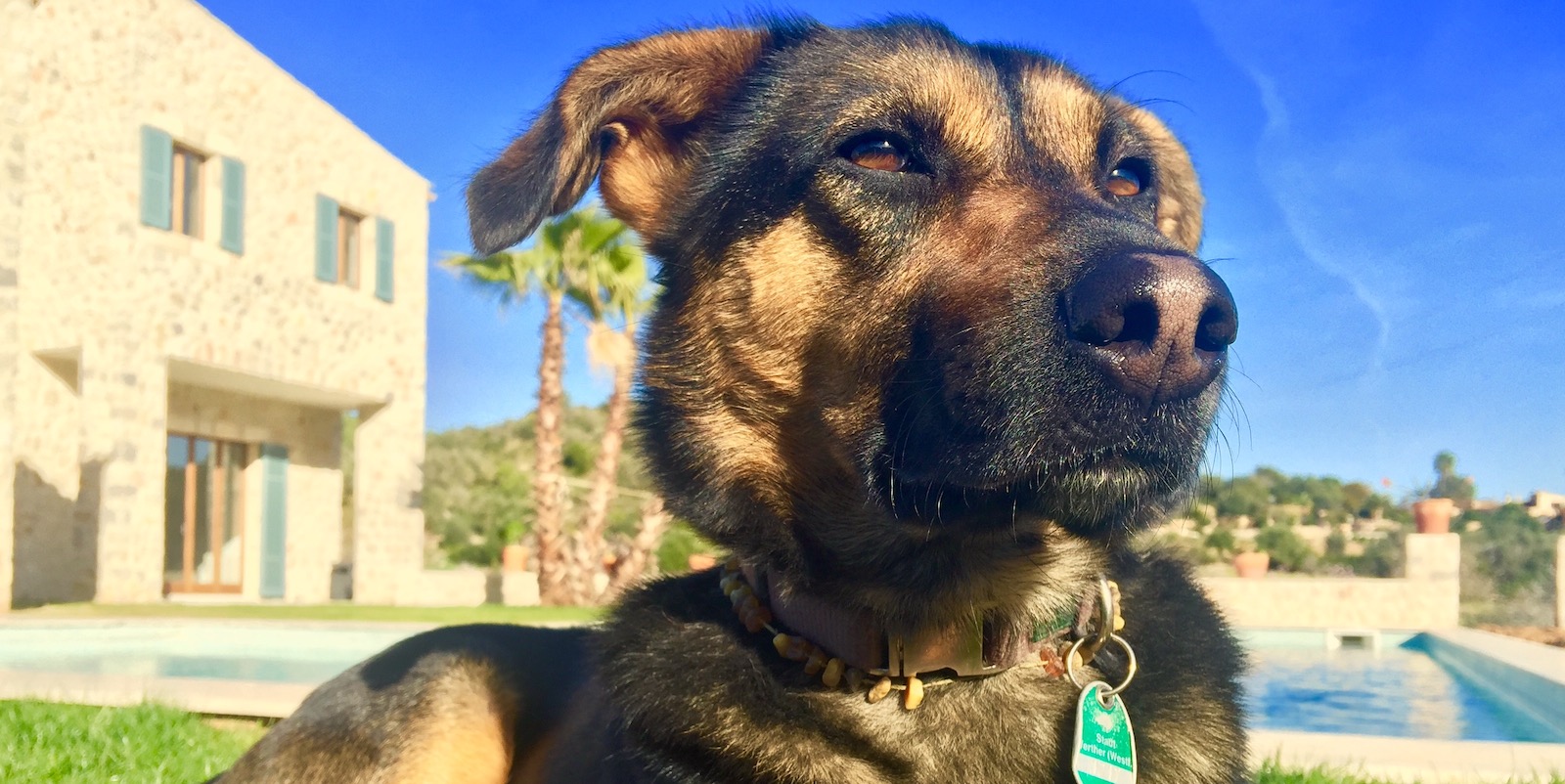 Hund vor Landhaus Mallorca | Credit: fincallorca