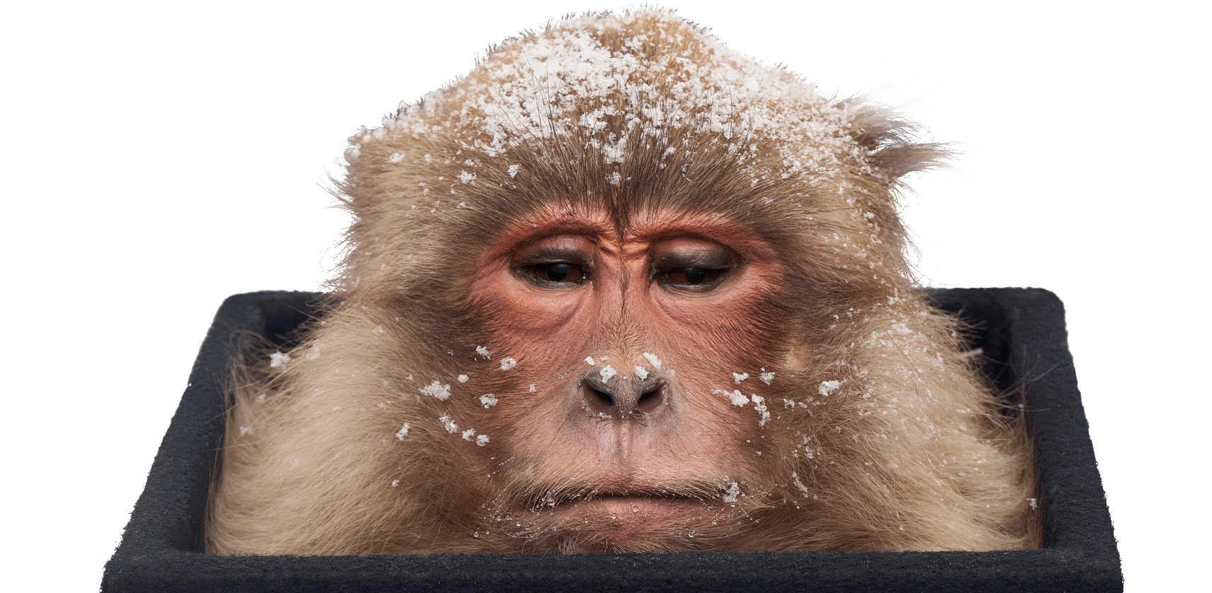 Präparierter Kopf eines Japanmakaks | Credit: Haus der Natur/Preschl