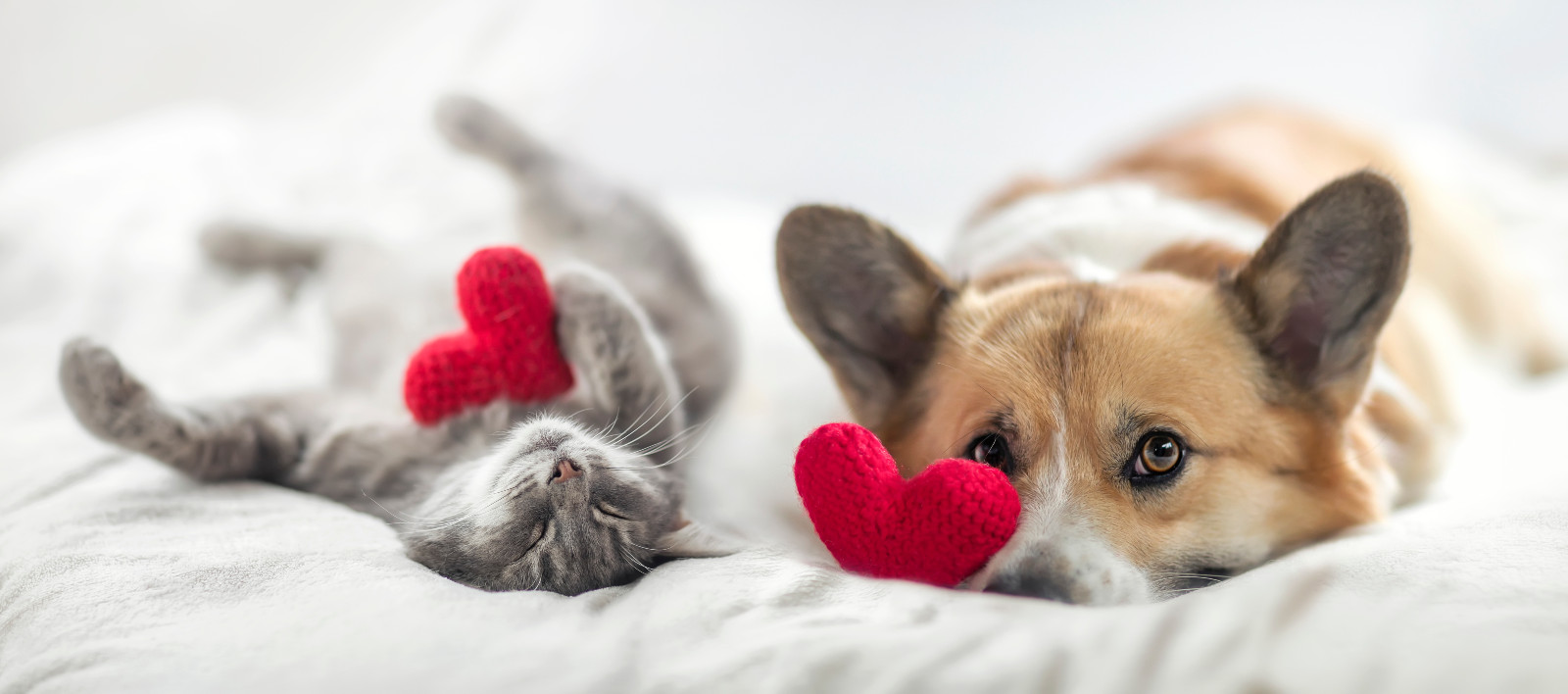 Katze &amp; Hund im Bett | Credit: iStock.com/Nataba