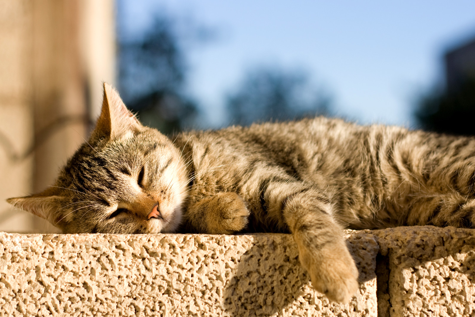 Katze liegt in der Sonne | Credit: iStock.com/Jelena990