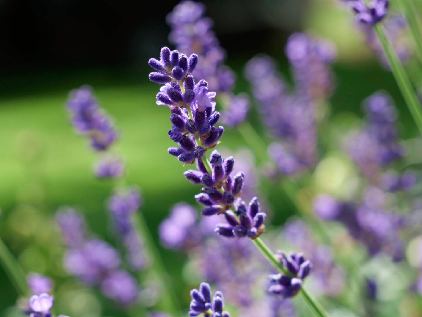 Lavendel auf der Wiese | Credit: iStock.com/megakunstfoto