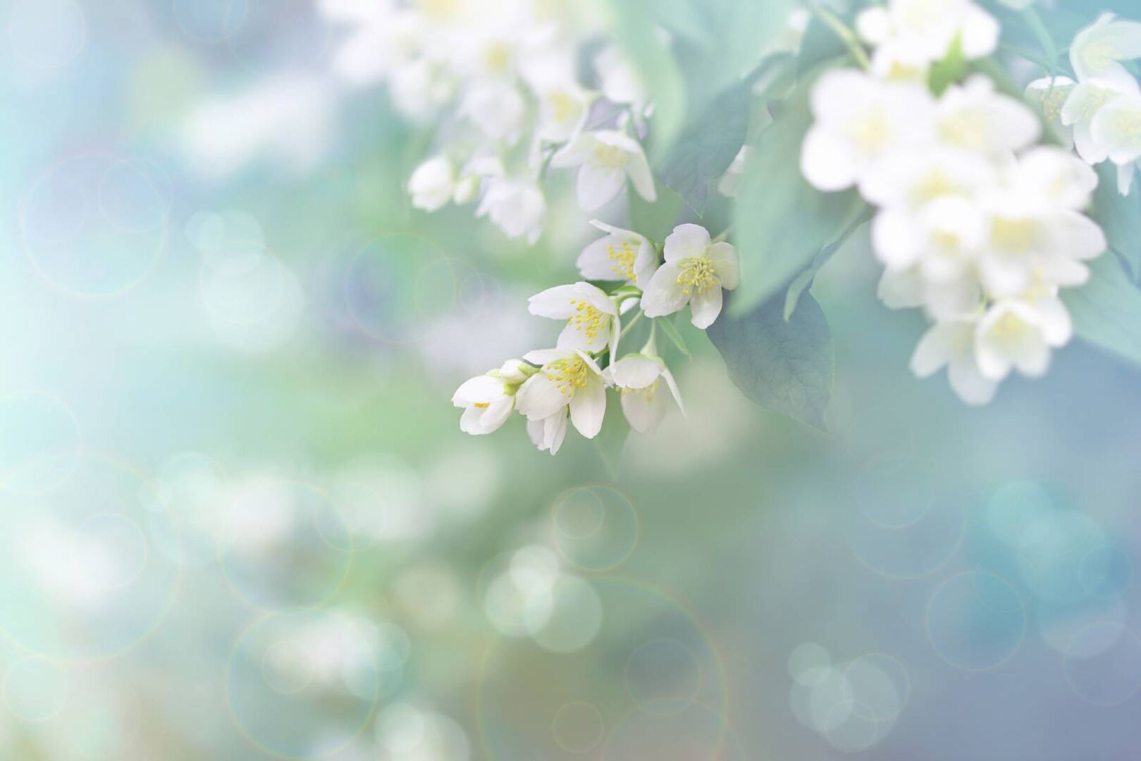 Jasmin | Credit: iStock.com/PhotoIris2021