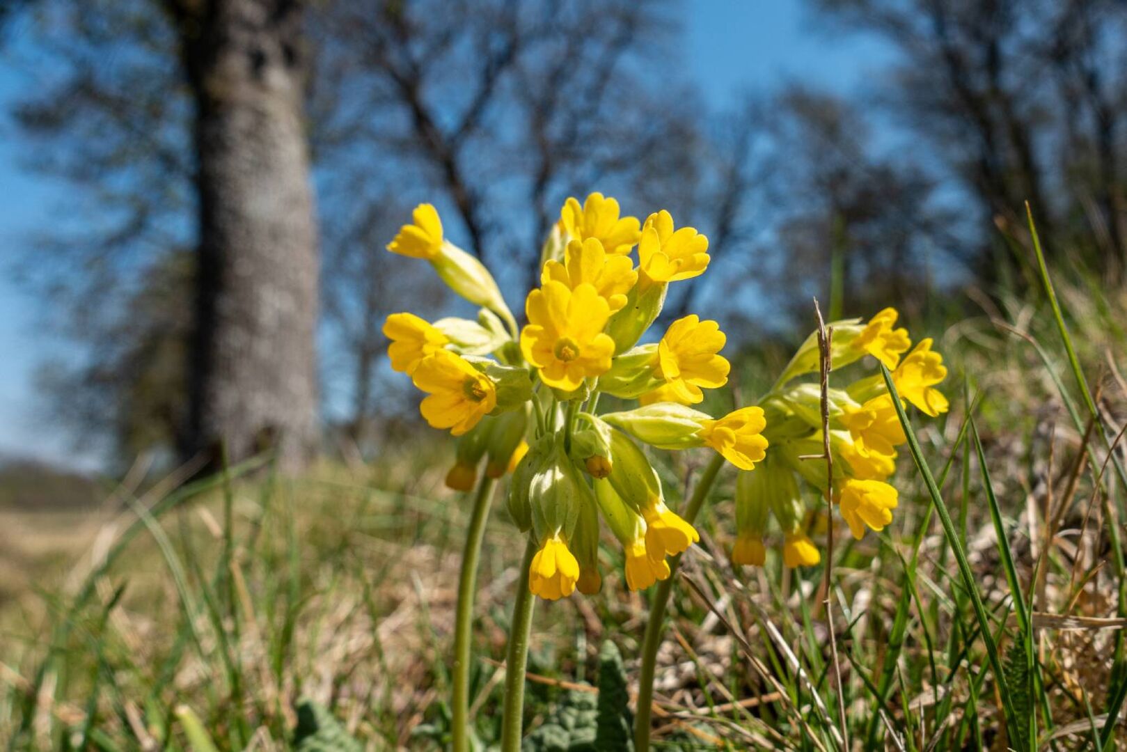 Schlüsselblumen auf der Wiese | Credit: iStock.com/Peter Buchacher