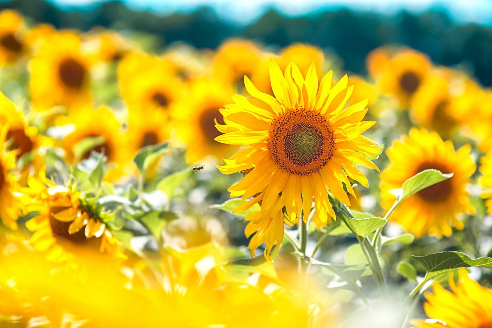 Sonnenblumen auf dem Feld | Credit: iStock.com/KseniaBazarova