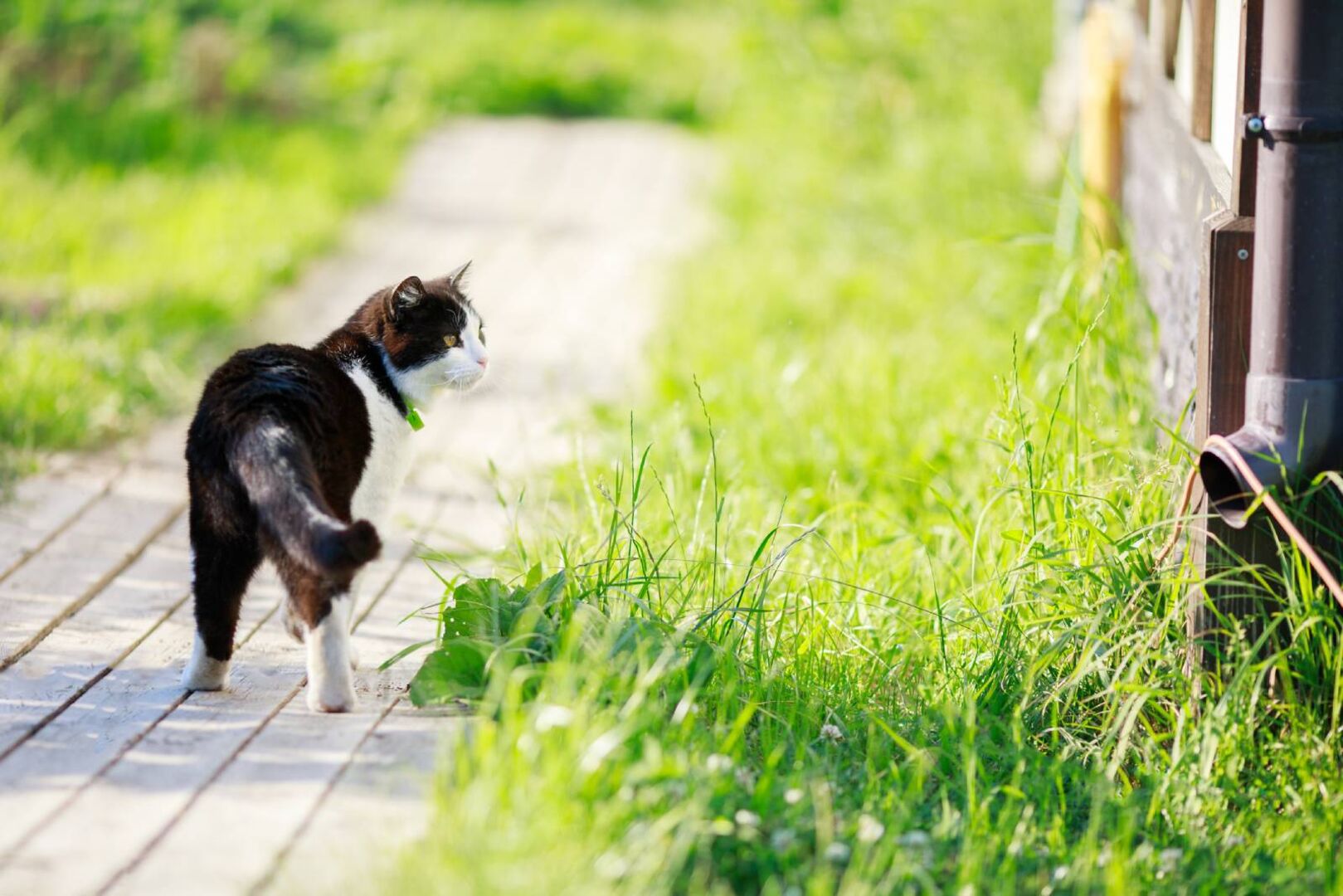 Katze auf ihrem Streifzug durch den Garten | Credit: iStock.com/Alina Demidenko