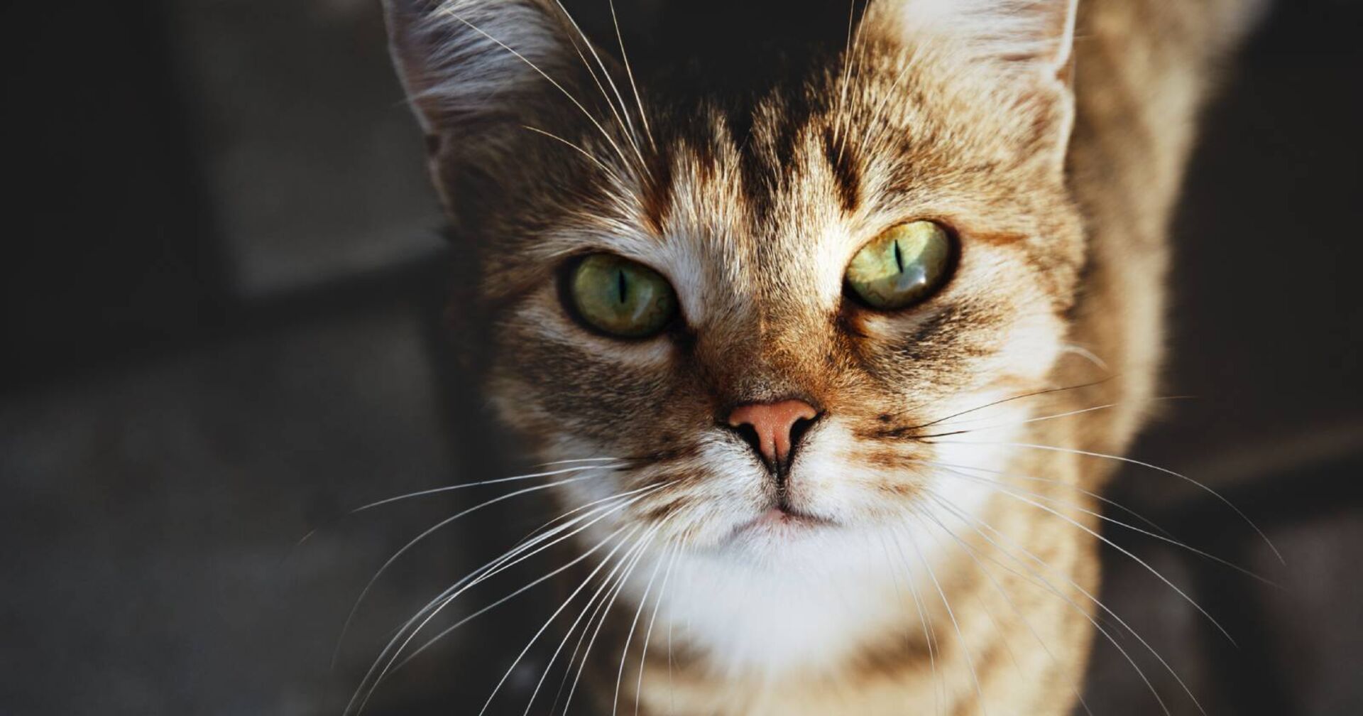 Getigerte Katze | Credit: iStock.com/Nadya So