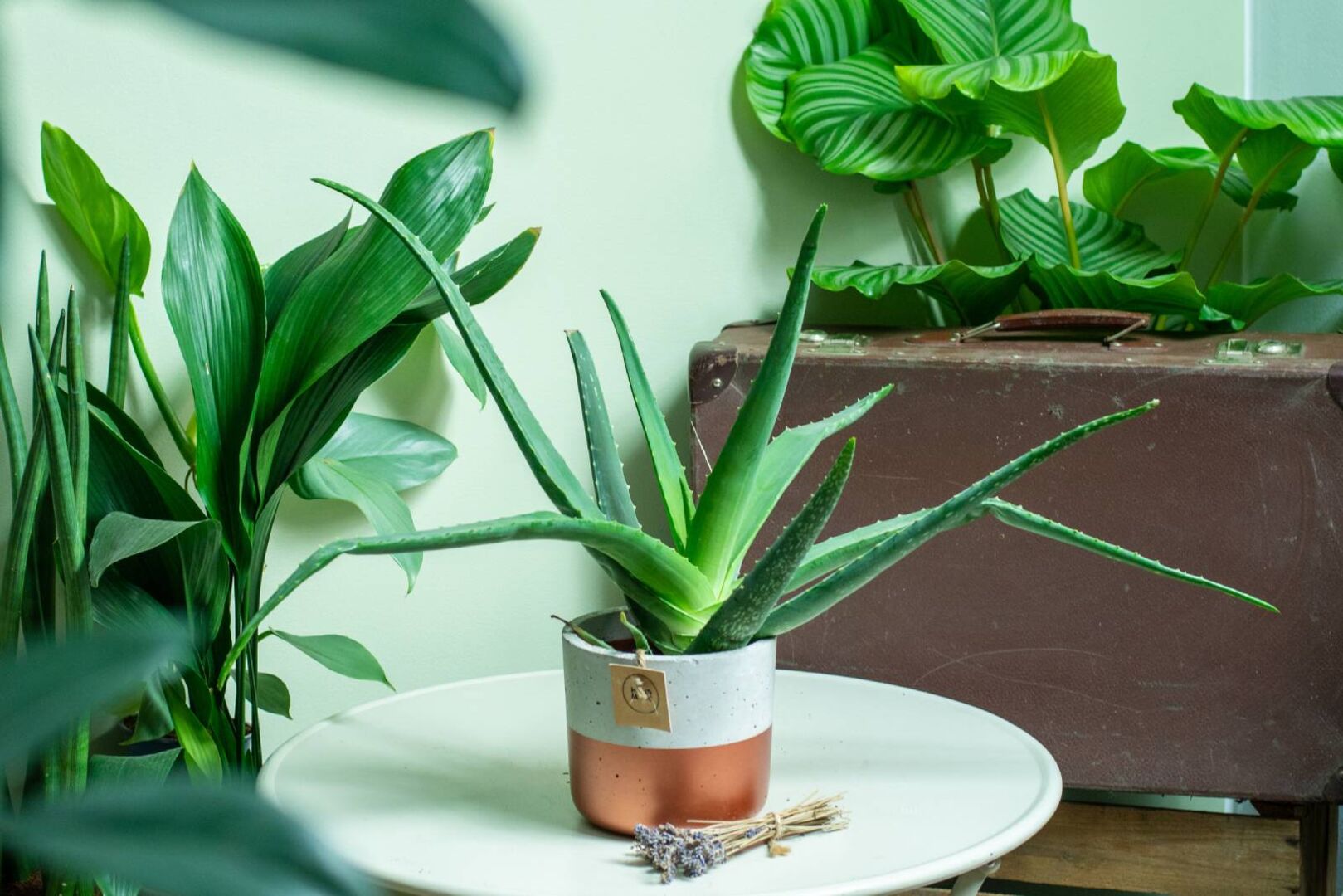 Aloe Vera | Credit: iStock.com/StudioAbsynt