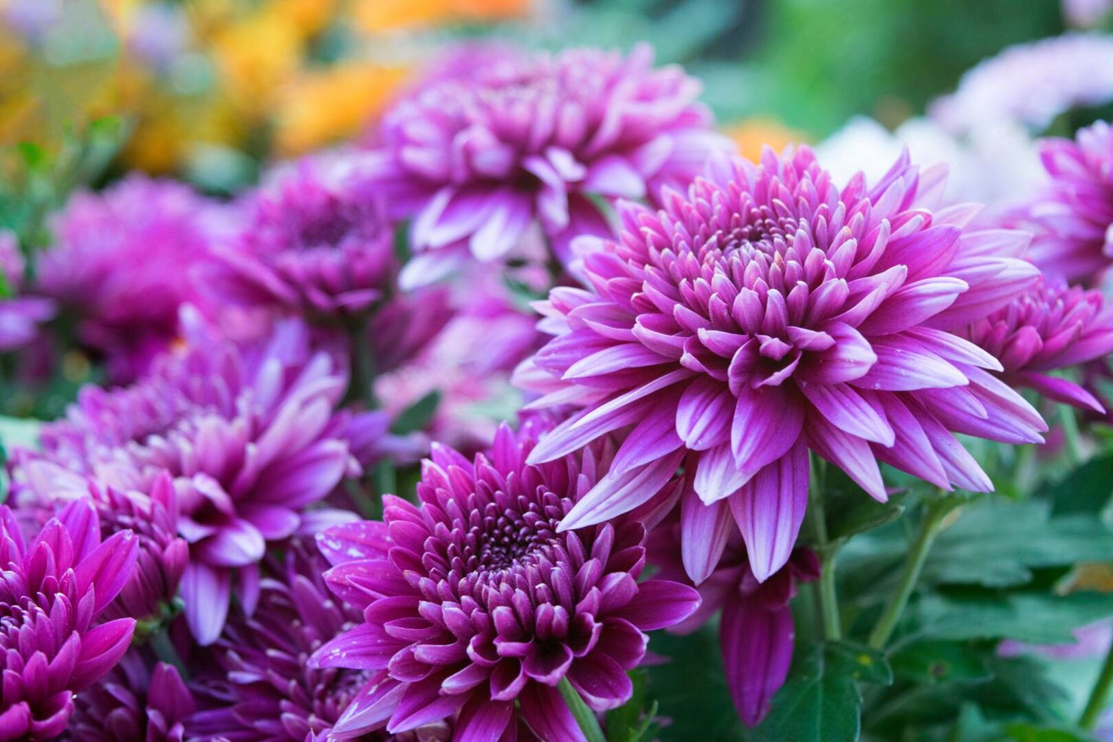 Chrysanthemen | Credit: iStock.com/ananaline