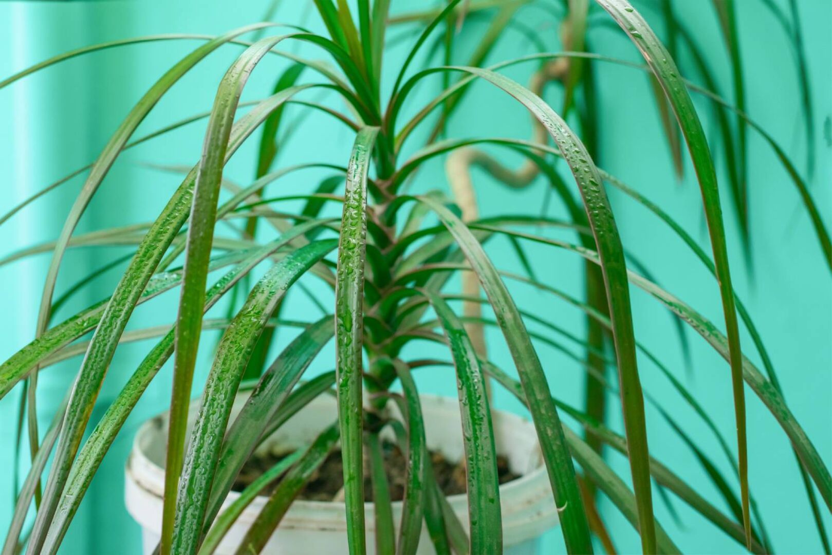 Drachenbaum | Credit: iStock.com/Leisan Rakhimova