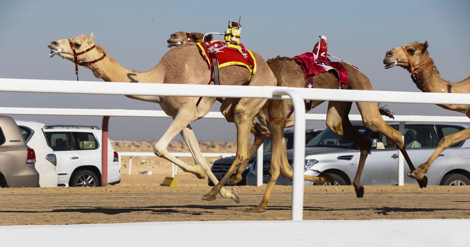 Kamelrennen in Katar. Auf den Rücken der Tiere sitzen Roboter statt Menschen. | Credit: Nic Bothma / EPA / picturedesk.com