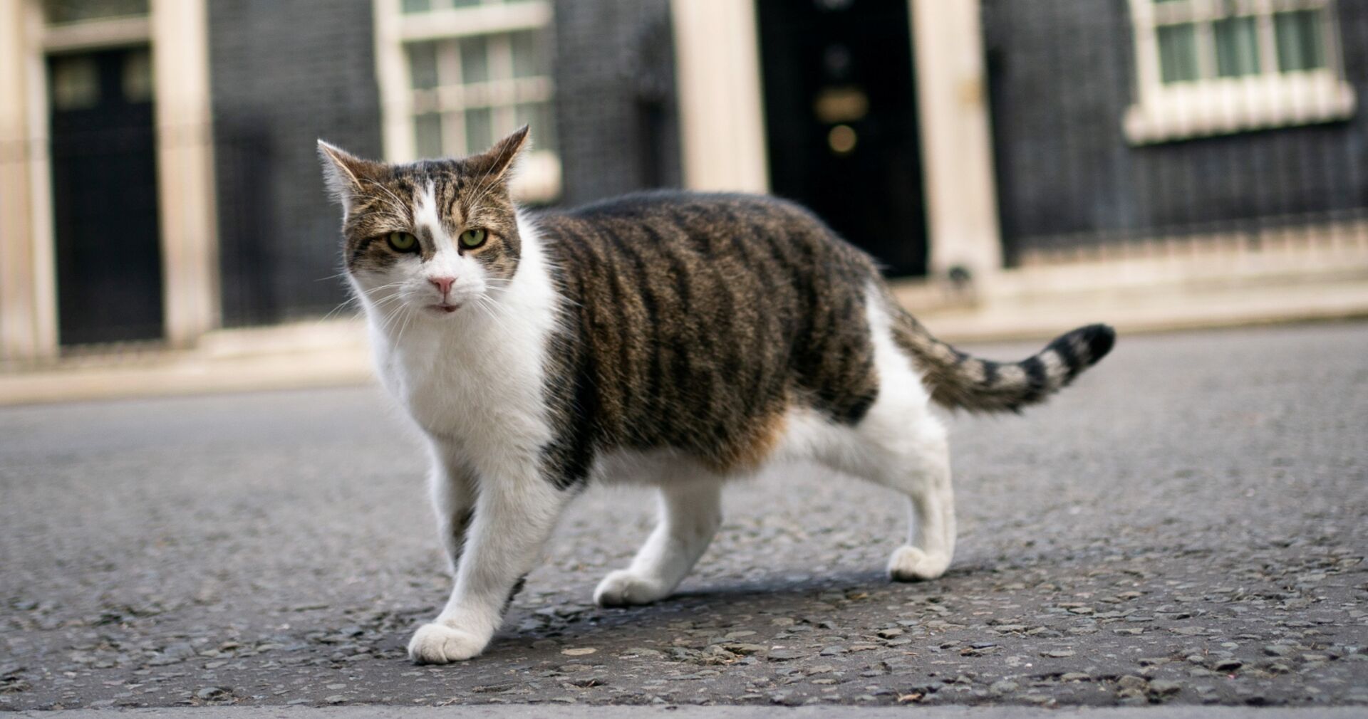 Kater Larry vor der Downing Street 10 in London. | Credit: South West News Service Ltd / Action Press / picturedesk.com