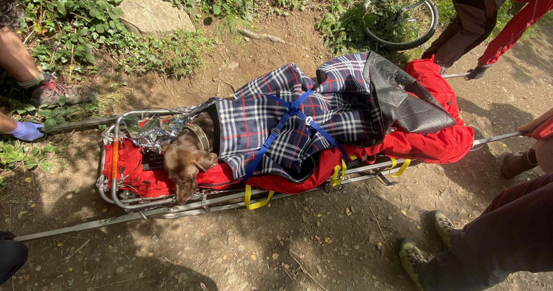 Hund wird nach Verletzungen geborgen. | Credit: South West News Service Ltd / Action Press / picturedesk.com