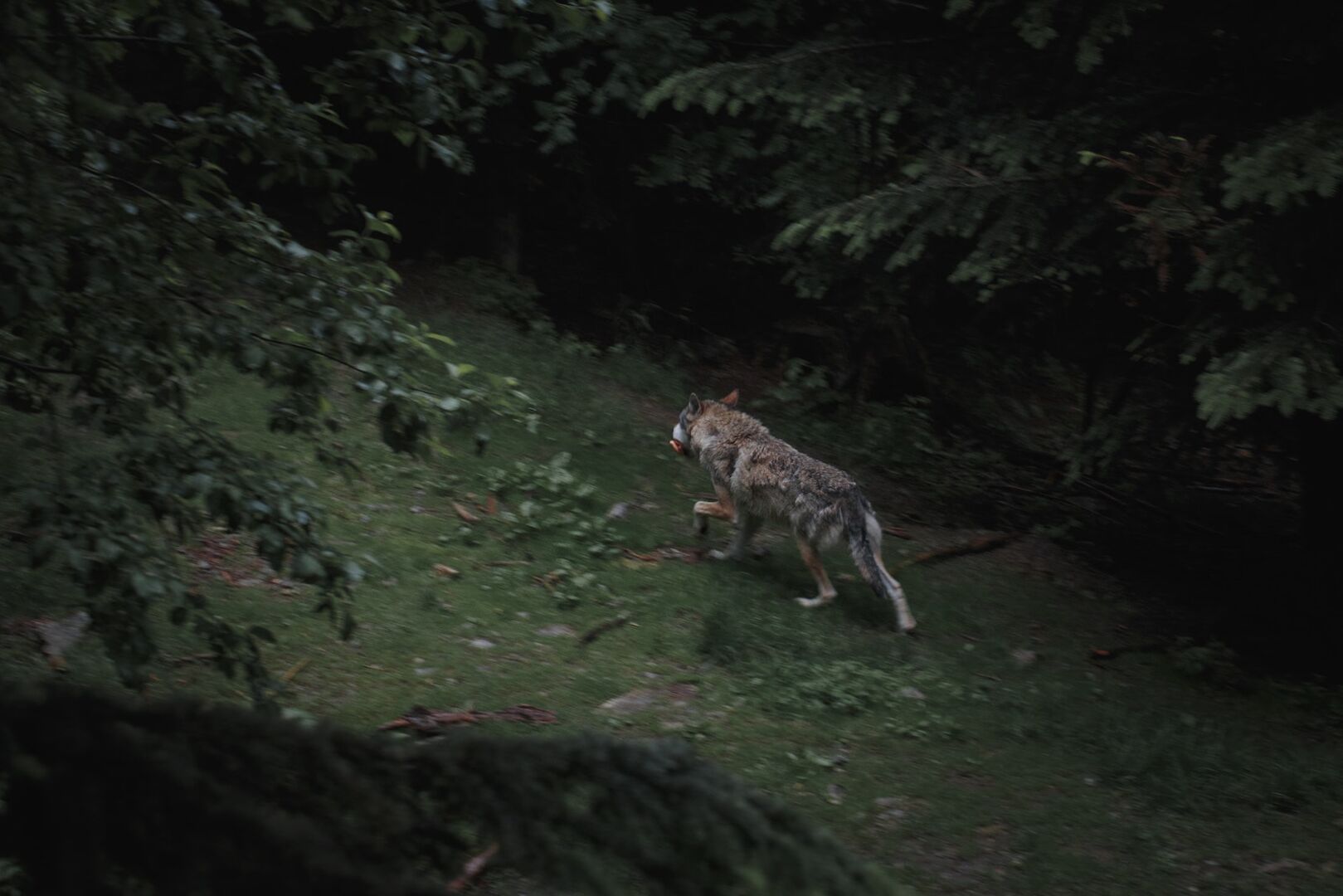 Wolf mit Beute im Wald. | Credit: unsplash