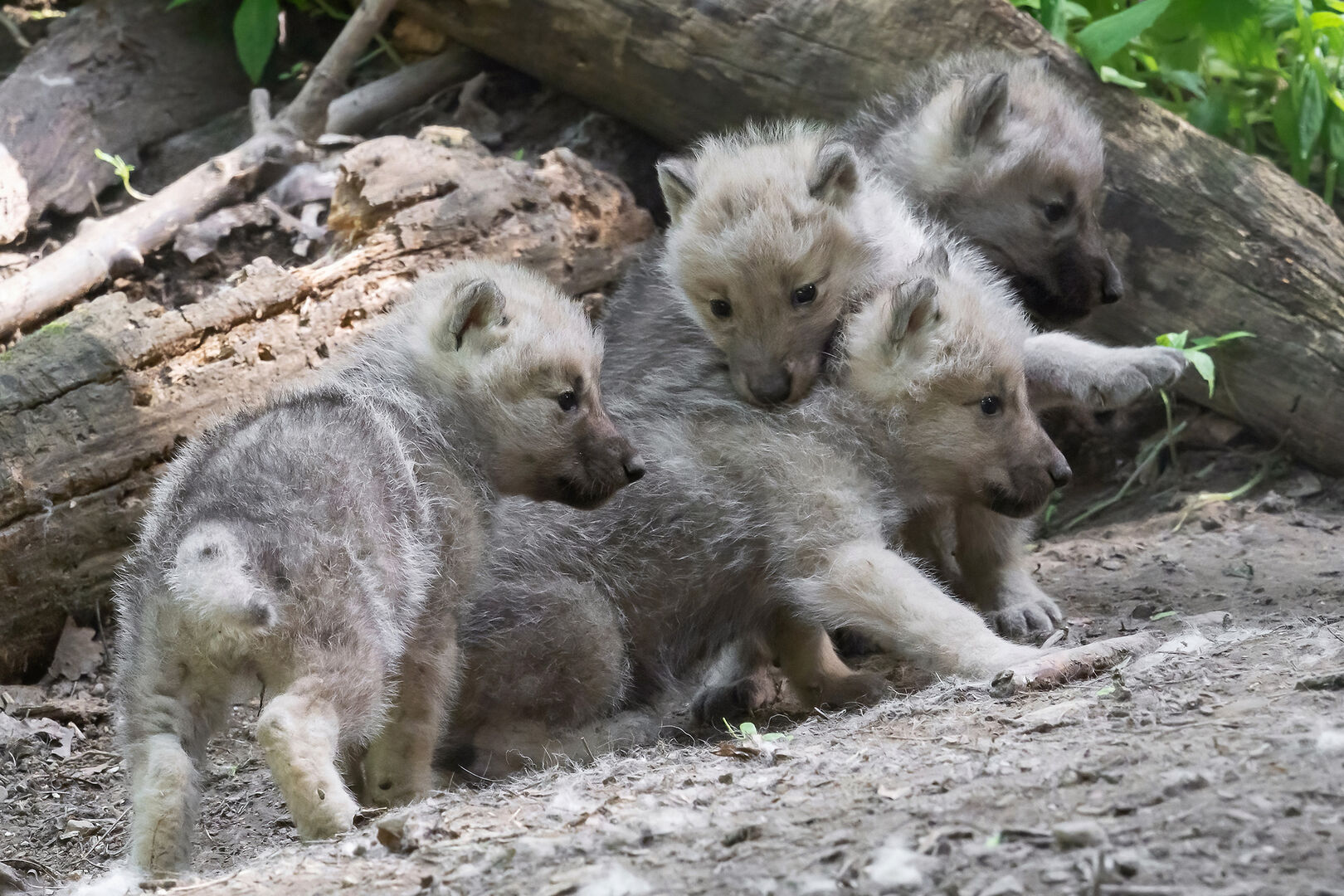 Arktische Wölfe: Babys in Schönbrunn | Credit: Daniel Zupanc