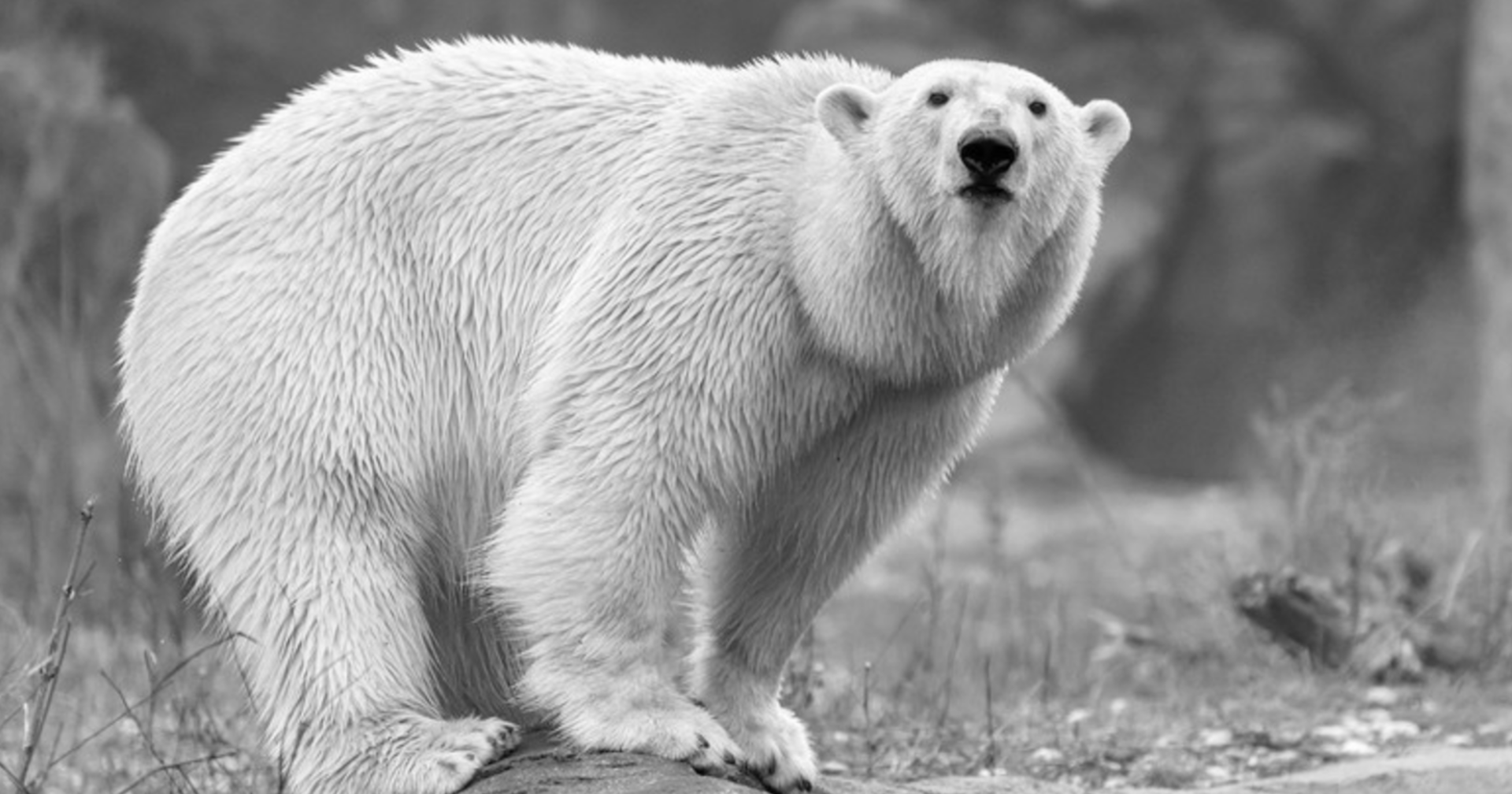 Eisbärin in der Anlage | Credit: Daniel Zupanc