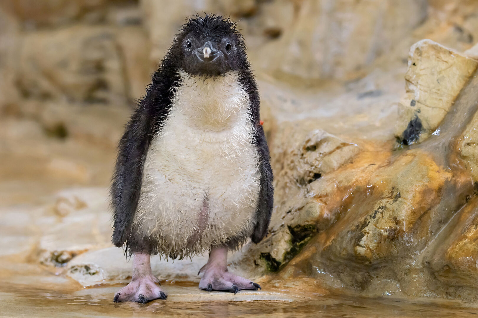 Felsenpinguin-Baby in Schönbrunn | Credit: Daniel Zupanc