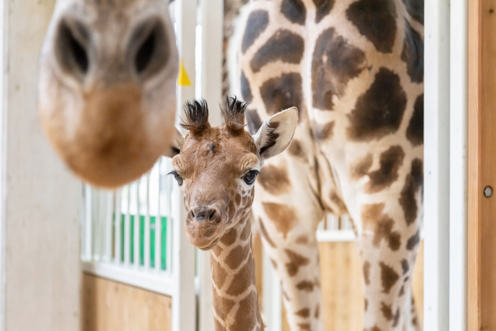 Giraffen-Baby in Schönbrunn | Credit: Tiergarten Schönbrunn
