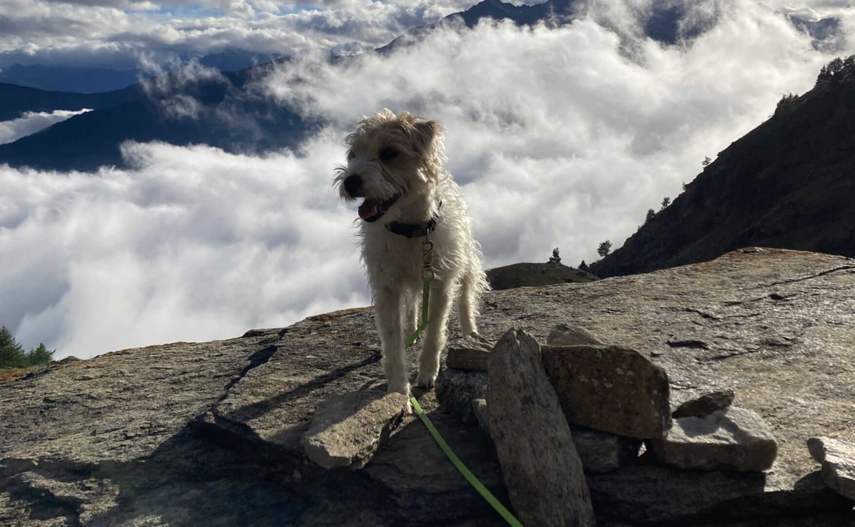 Hund sitzt auf Berg. | Credit: Thilo Forster