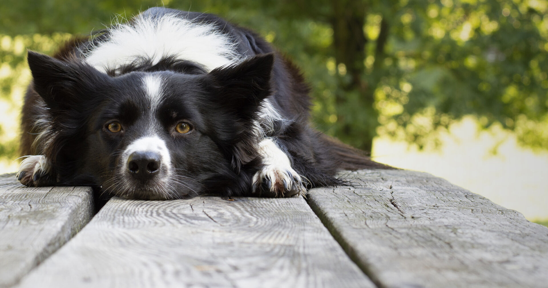 Border Collie I Credit: iStockphoto.com/Tepepa79