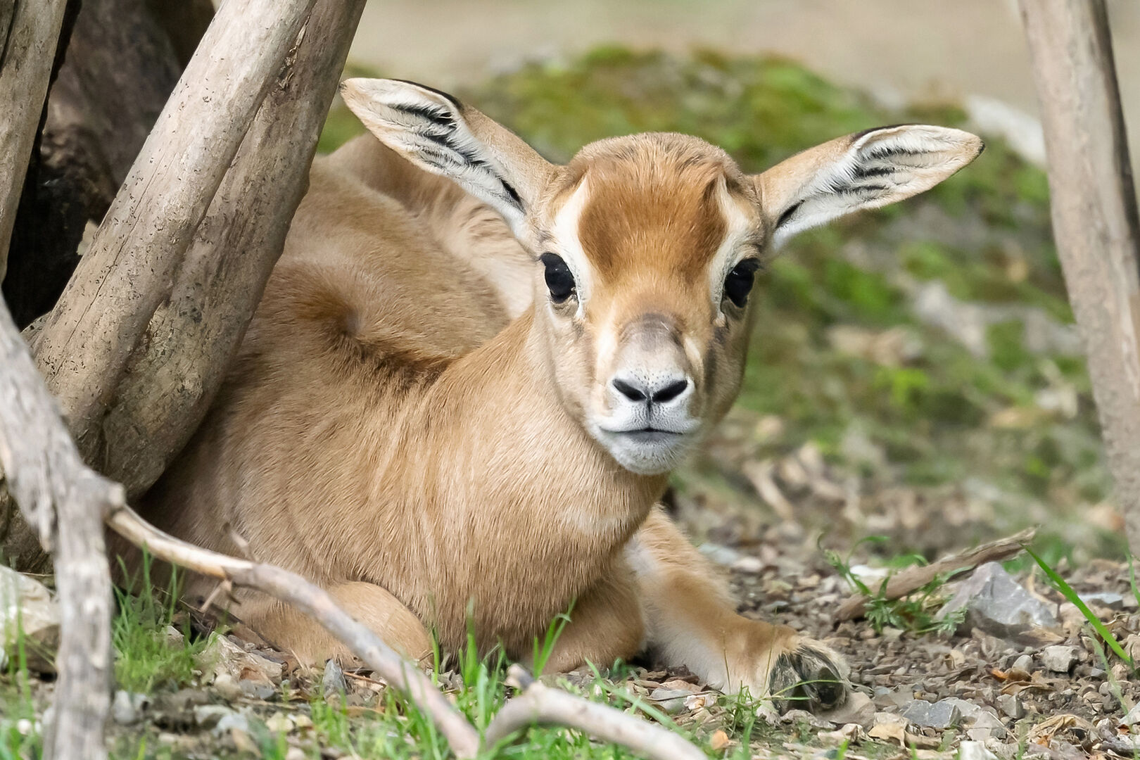 Mhorrgazellen-Baby in Schönbrunn | Credit: Daniel Zupanc