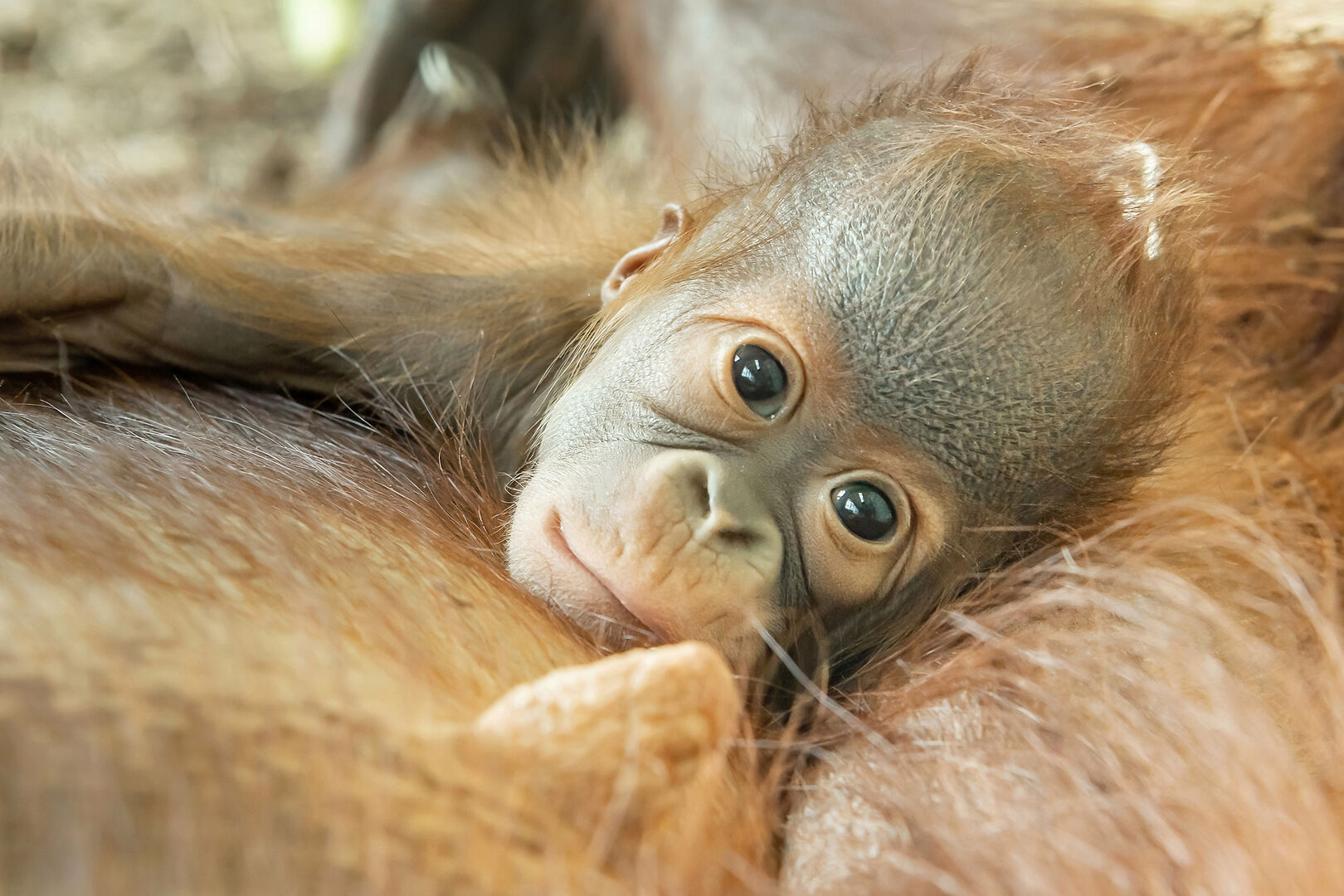 Orang-Utan-Baby in Schönbrunn| Credit: Daniel Zupanc