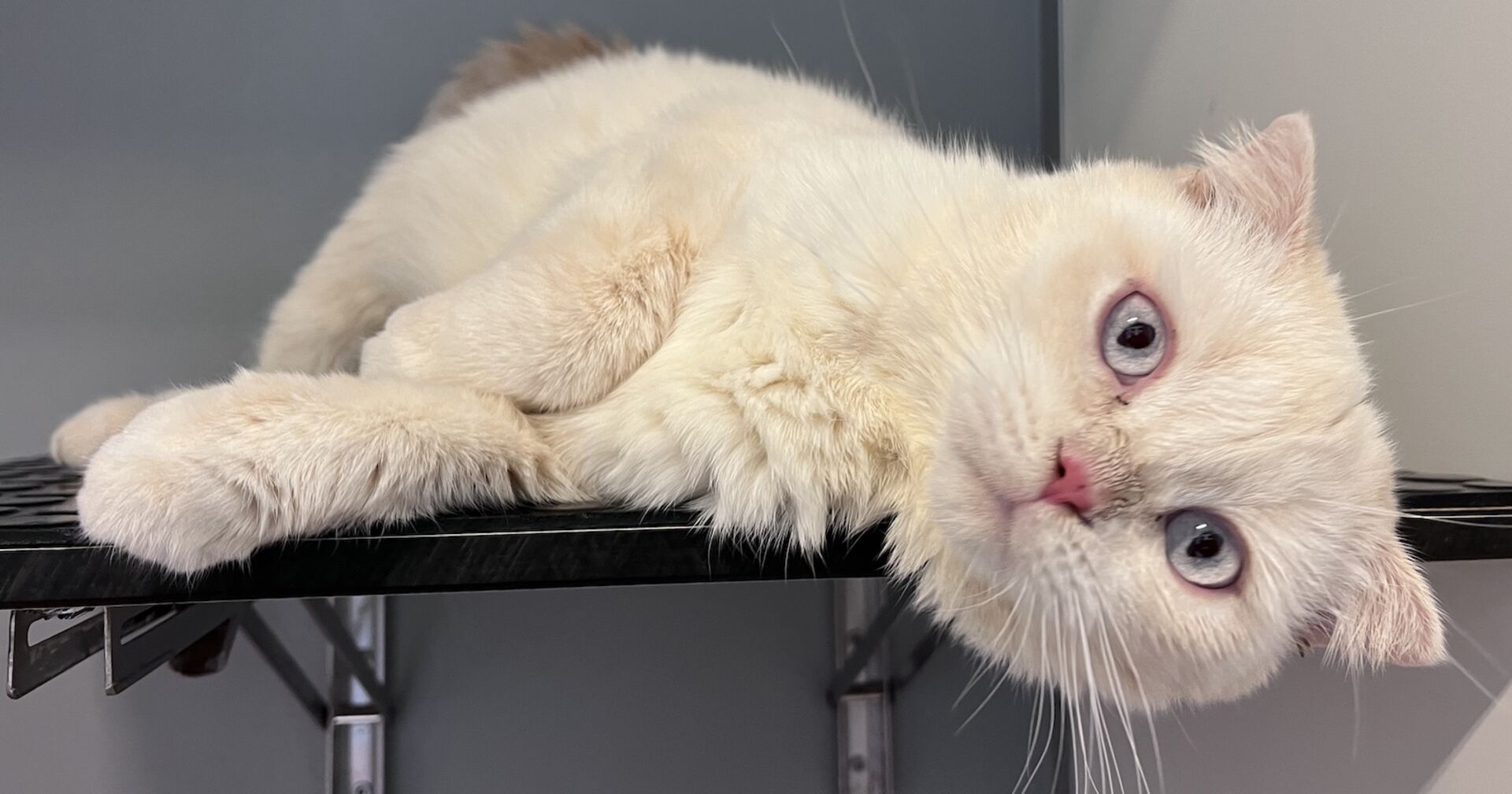 Scottish Fold Katze  liegt auf der Seite | Credit: TierQuarTier Wien