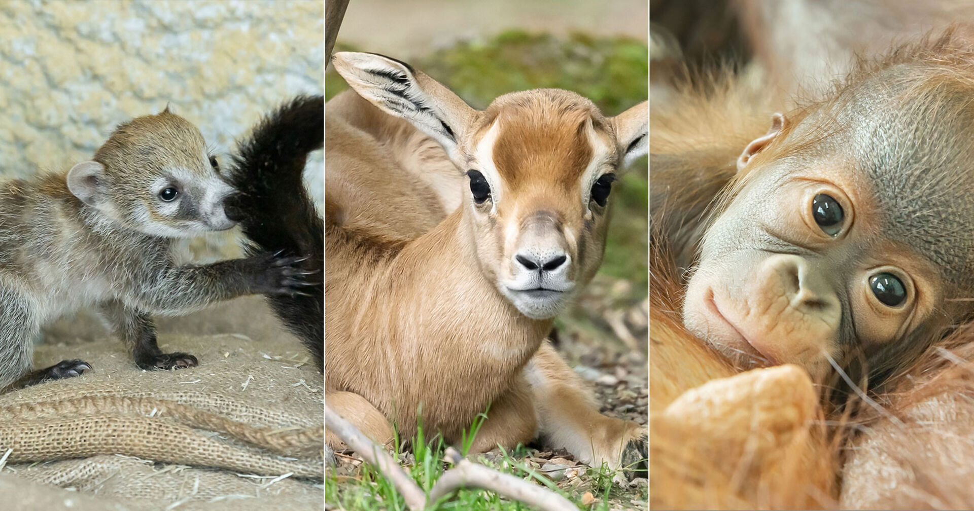 Nasenbär, Gazelle und Orang Utan | Credit: Daniel Zupanc