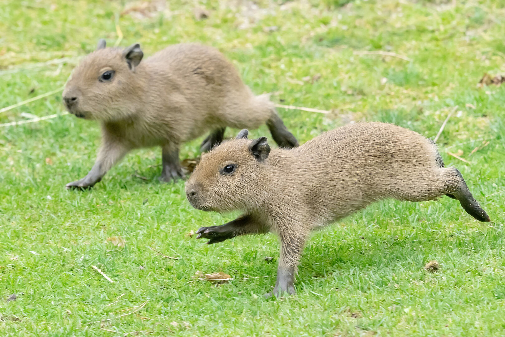 Wasserschwein-Babys in Schönbrunn | Credit: Daniel Zupanc