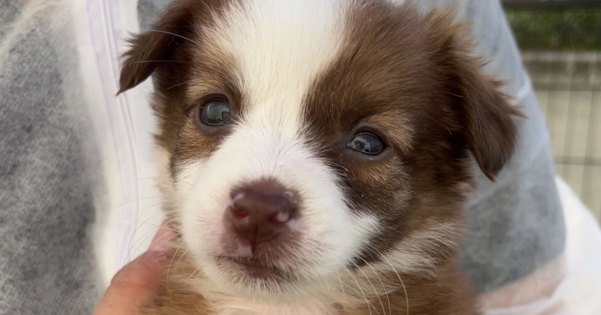 Tierpflegerin hält Hundewelpe | Credit: TierQuarTier Wien