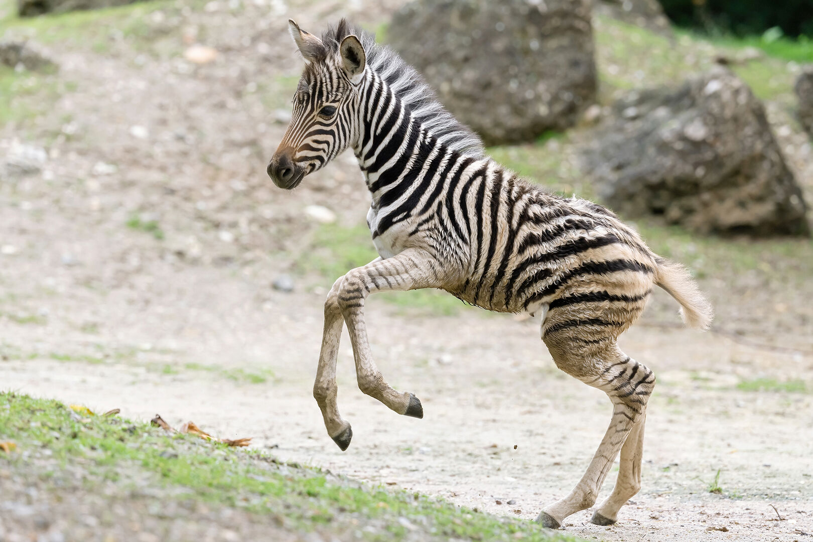 Zebra-Baby in Schönbrunn | Credit: : Daniel Zupanc