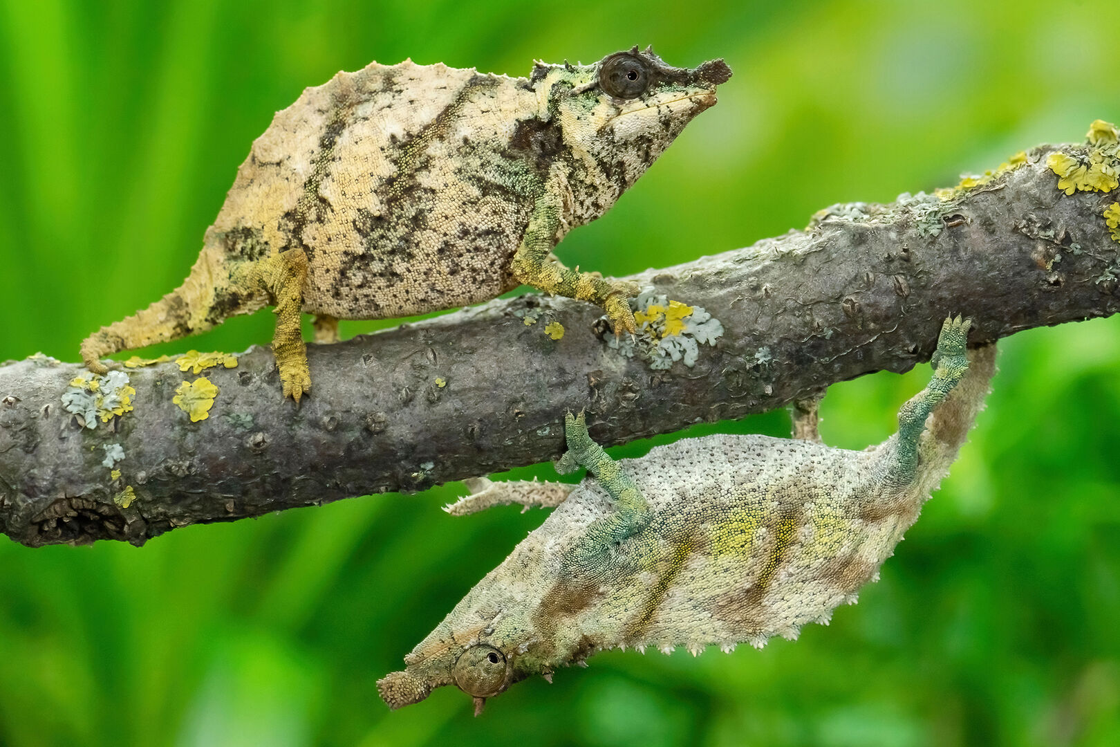 Zwergchamäleon-Baby in Schönbrunn | Credit: