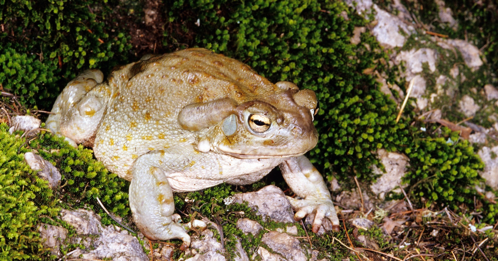 Colorado-Kröte sitzt auf Moos. | Credit: Stuart Wilson / PhotoResearchers / picturedesk.com