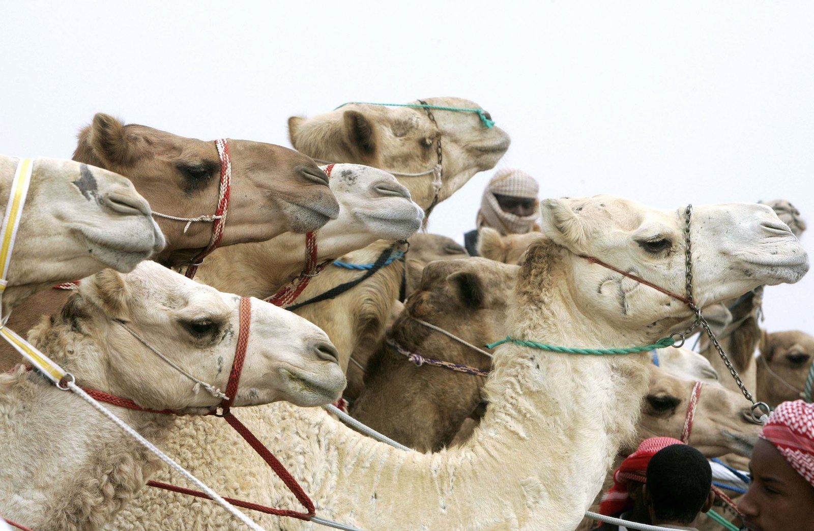 Kamel-Herde | Credit: VOS,COR / Action Press / picturedesk.com