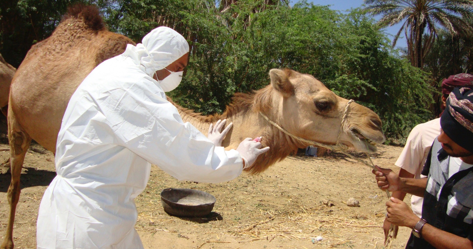 Mann nimmt eine Blutprobe von einem Kamel. | Credit: CDC / Science Photo Library / picturedesk.com