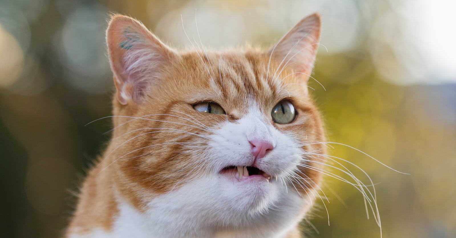 Mürrischer rot-weißer Kater | Credit: Fotofeeling / Westend61 / picturedesk.com