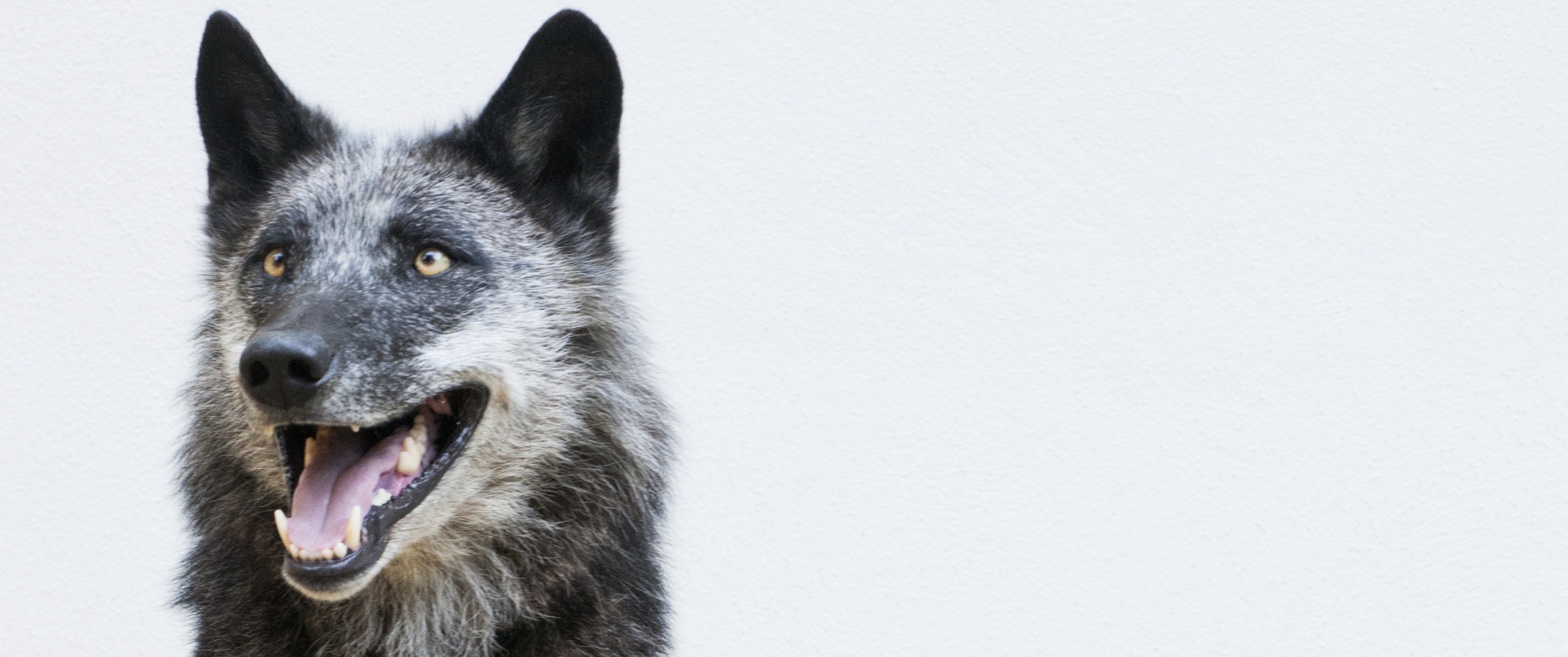 Wolf | Credit: Louise Murray / Science Photo Library / picturedesk.com