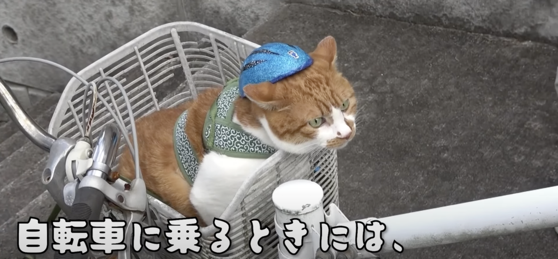 Kater trägt Fahrradhelm | Credit: Screenshot: YouTube/島根県警察公式チャンネル みこぴーチャンネル