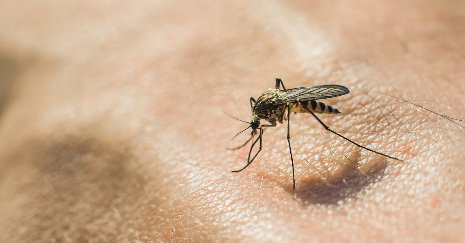 Stechmücke auf Haut | Credit: iStock.com/ Александр Довянский